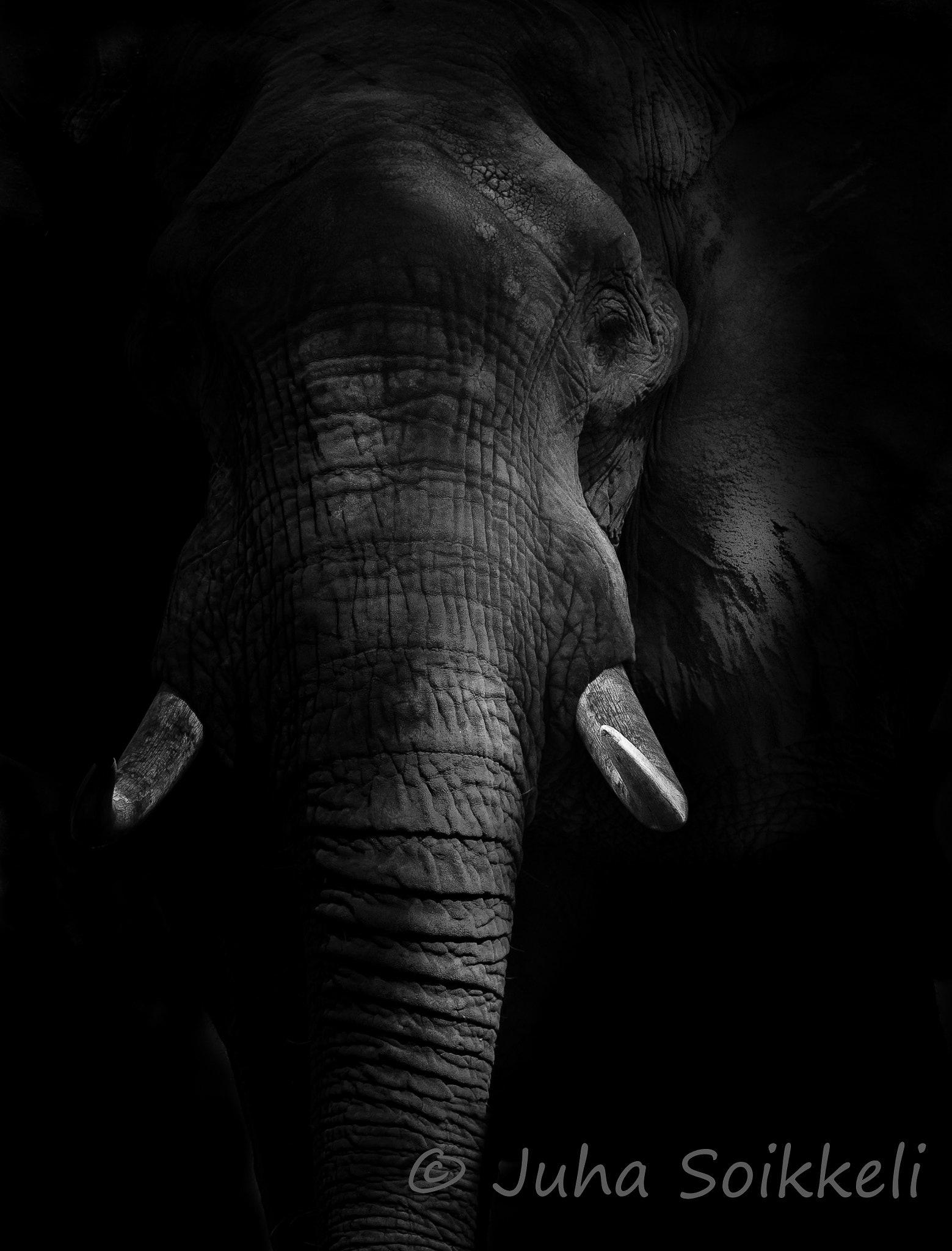 Nikon AF-S Nikkor 300mm F2.8G ED-IF VR sample photo. Elephant mana pools zimbabwe photography