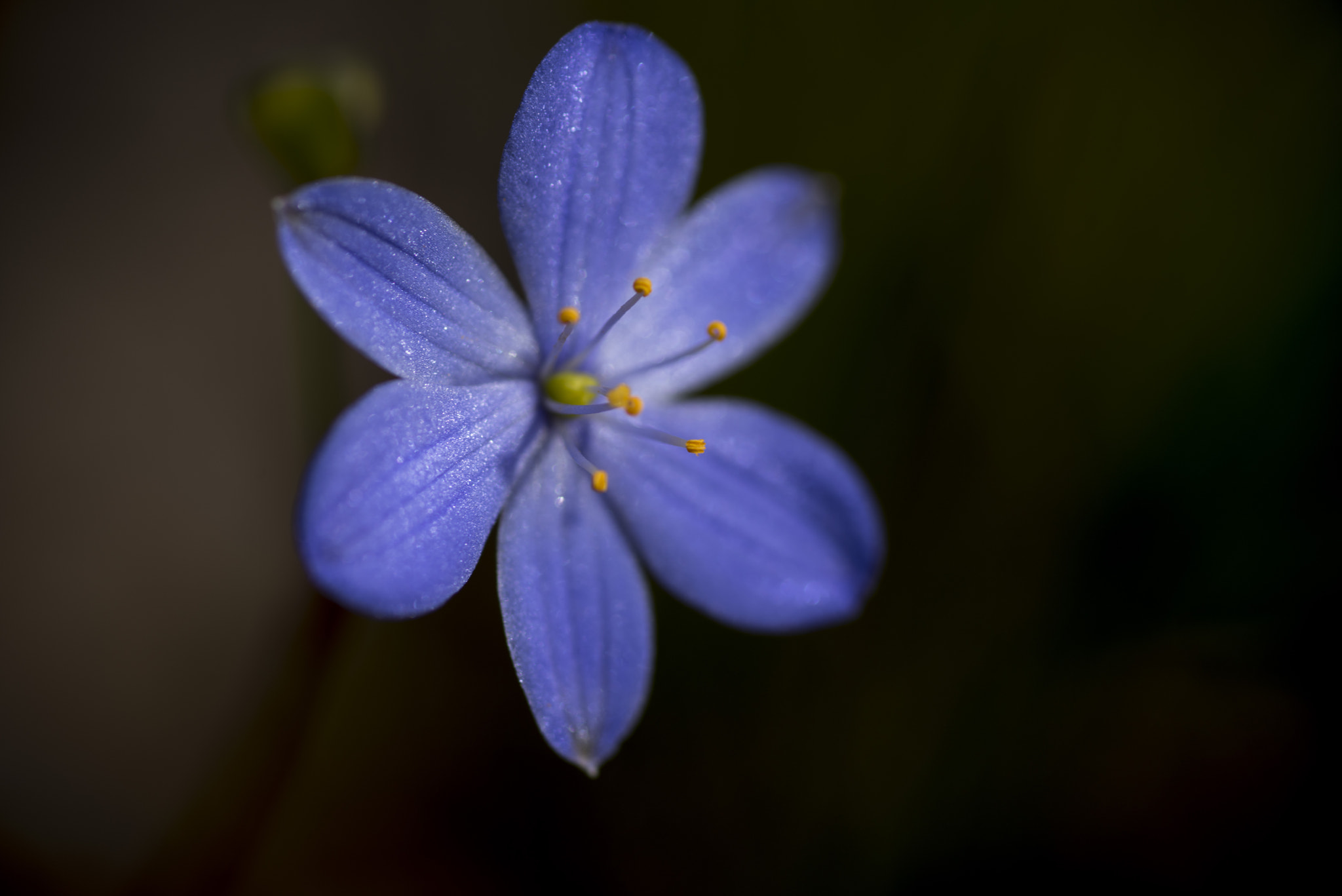 Nikon D810 sample photo. Unseen beauty of western australia photography