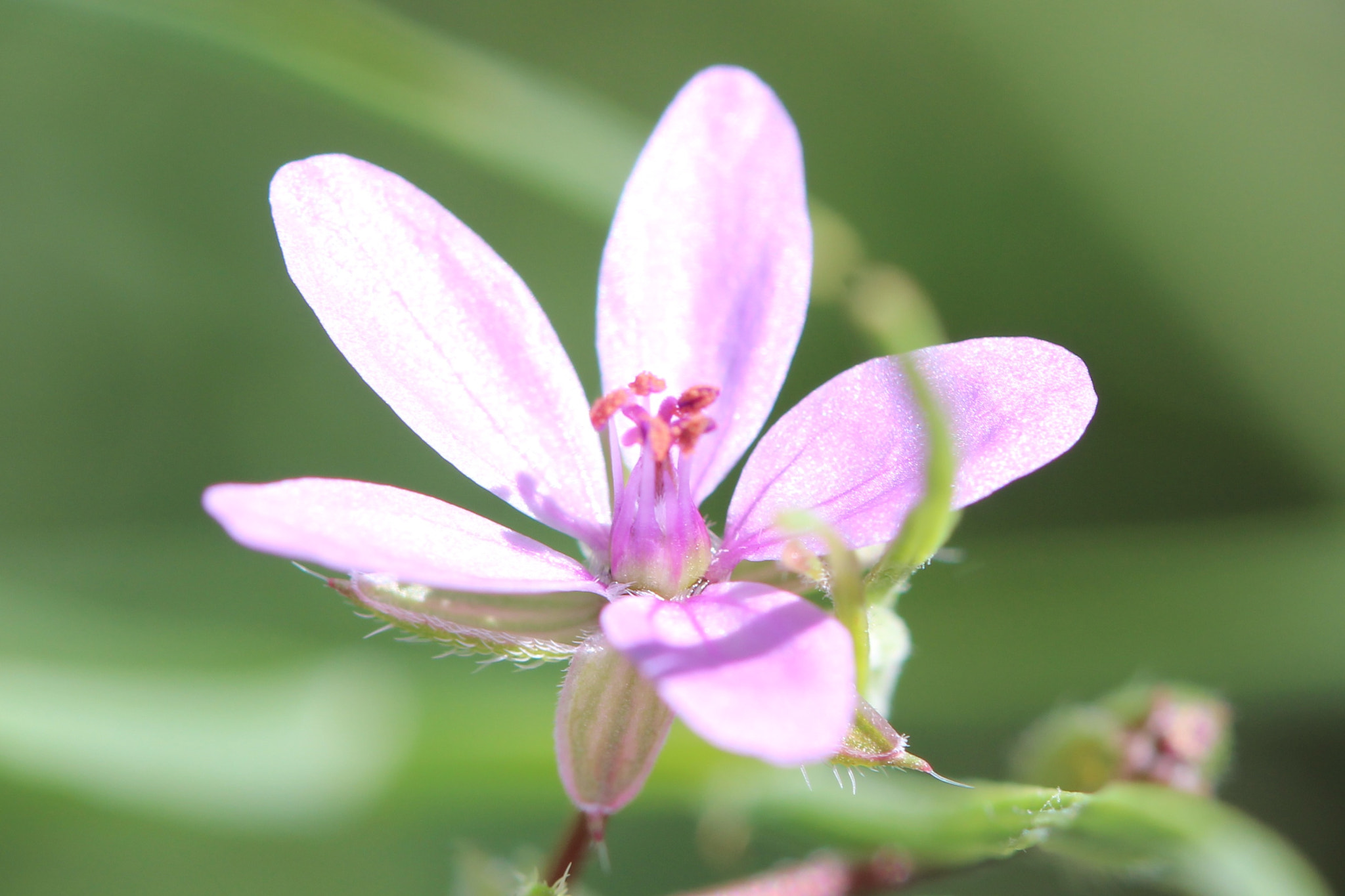 Canon EF 100mm F2.8 Macro USM sample photo. Little pinky photography