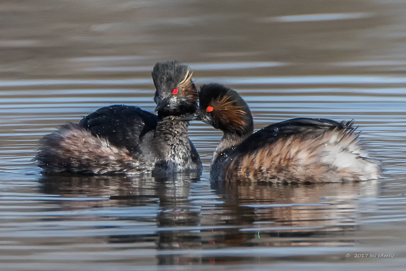 Canon EF 500mm F4L IS USM sample photo. Podiceps nigricollis photography