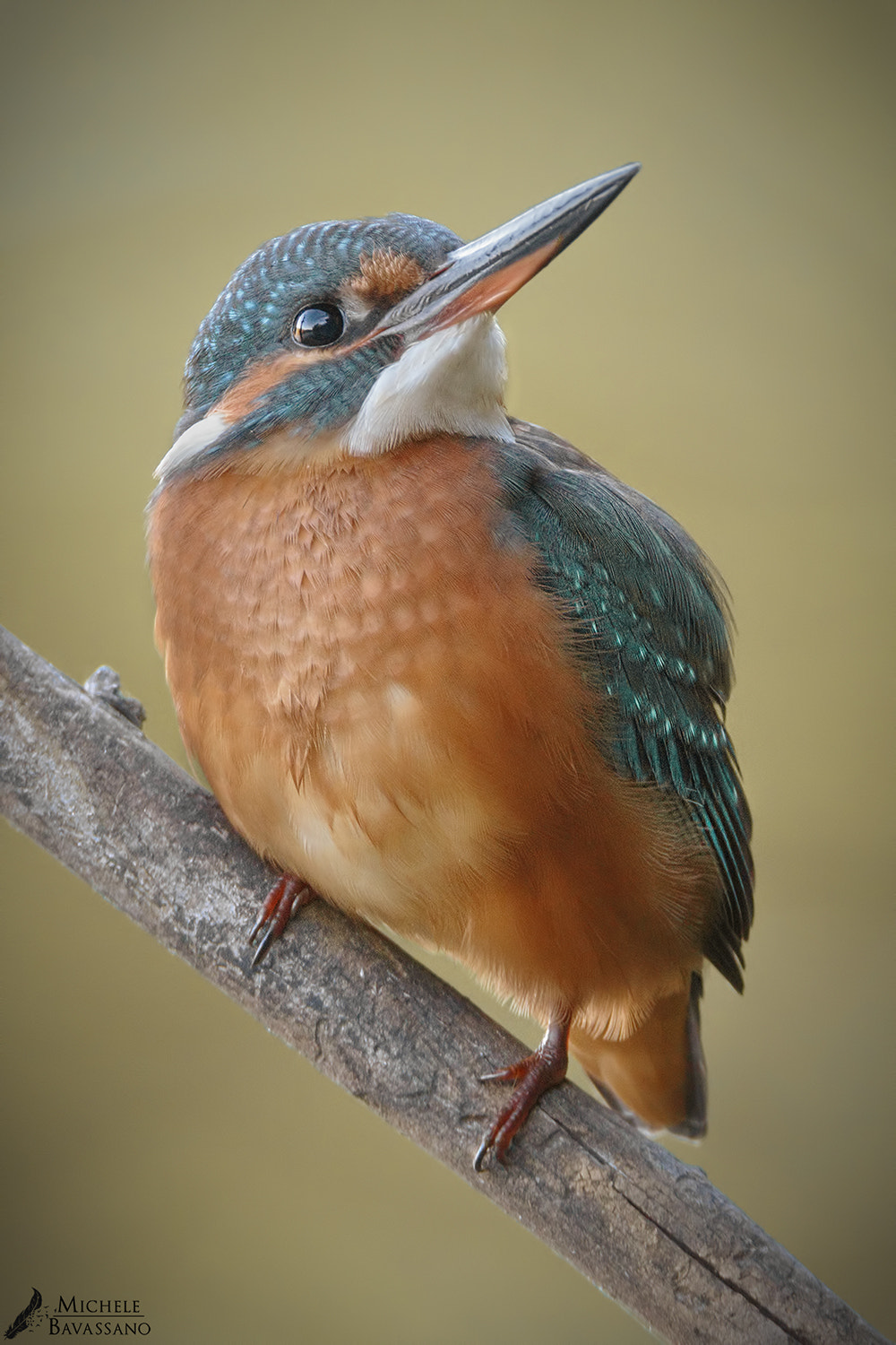 150-600mm F5-6.3 DG OS HSM | Sports 014 sample photo. Kingfisher photography