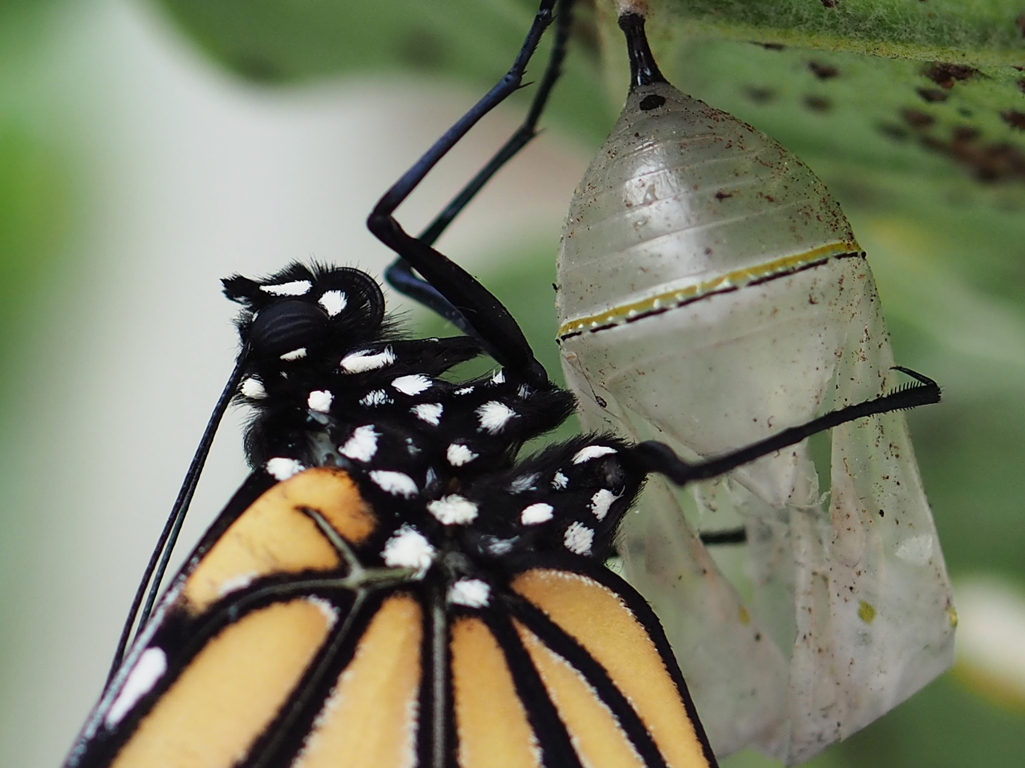 Olympus Air A01 + Olympus M.Zuiko Digital ED 30mm F3.5 Macro sample photo. Hatching monarch butterfly photography