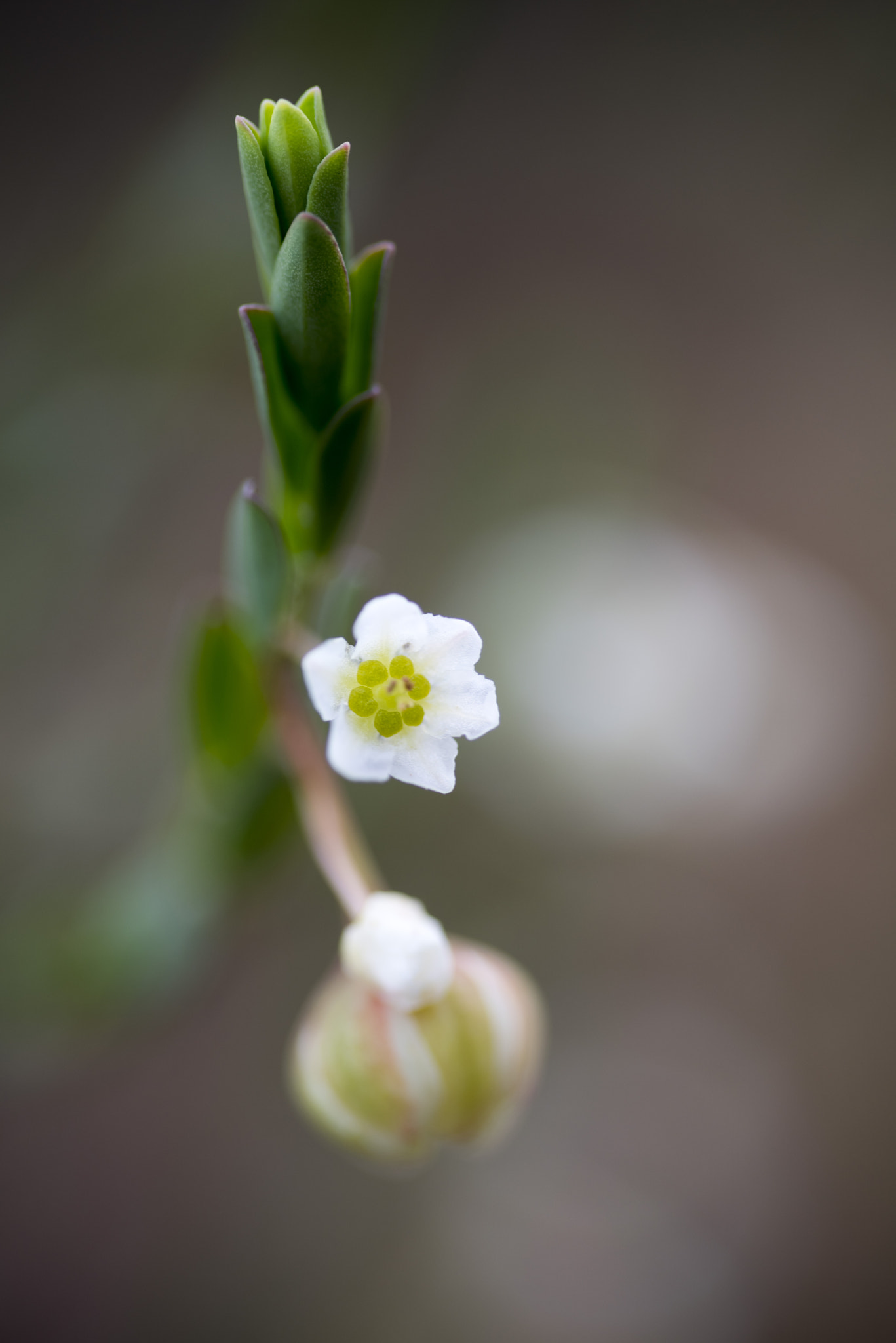 Nikon D810 sample photo. Unseen beauty of western australia photography