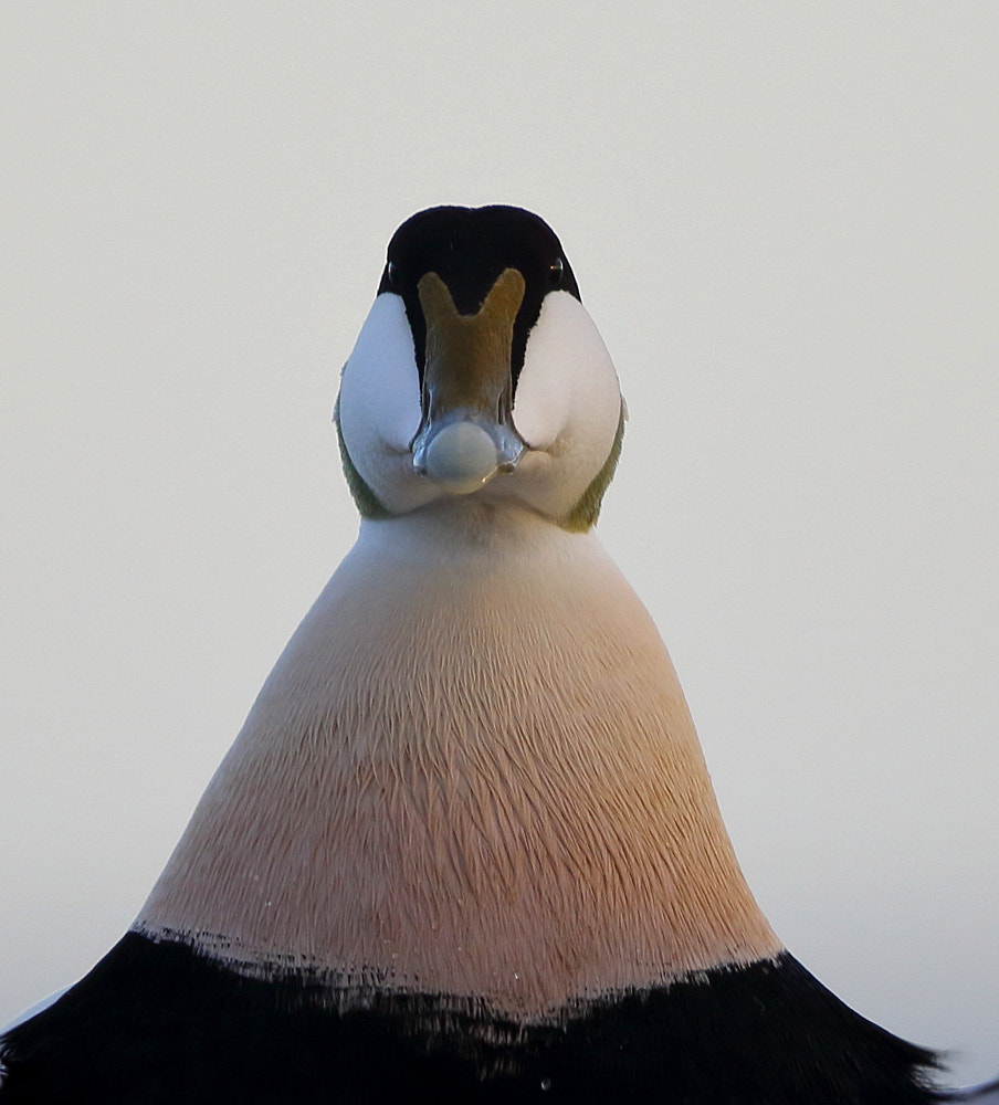 Canon EOS 7D Mark II + Canon EF 500mm F4L IS II USM sample photo. Proud eider photography