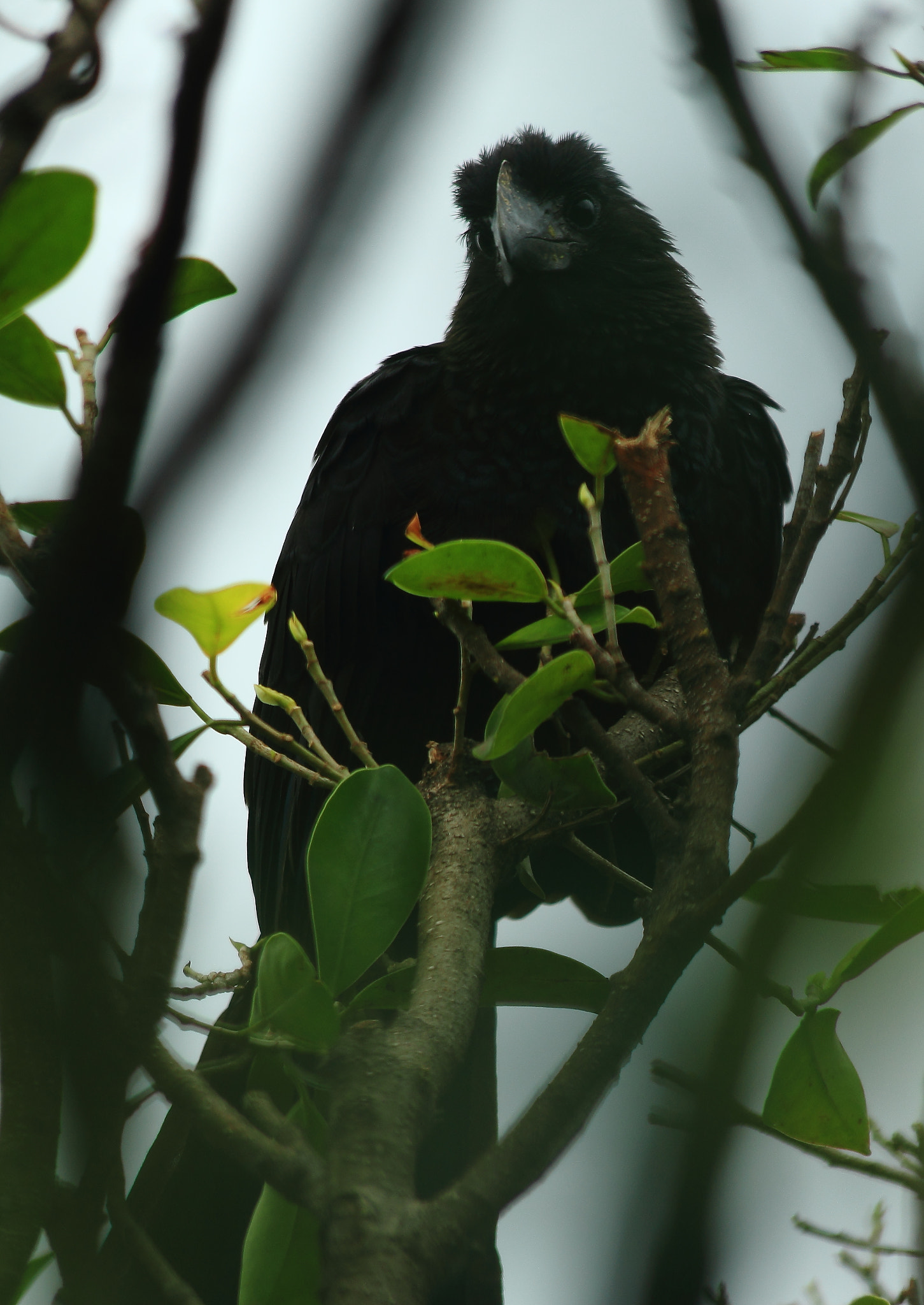 Canon EF 70-300mm F4-5.6 IS USM sample photo. Eye contact photography