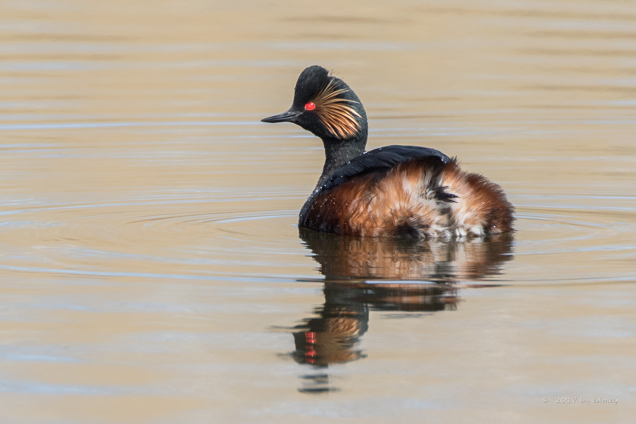Canon EF 500mm F4L IS USM sample photo. Geoorde fuut photography