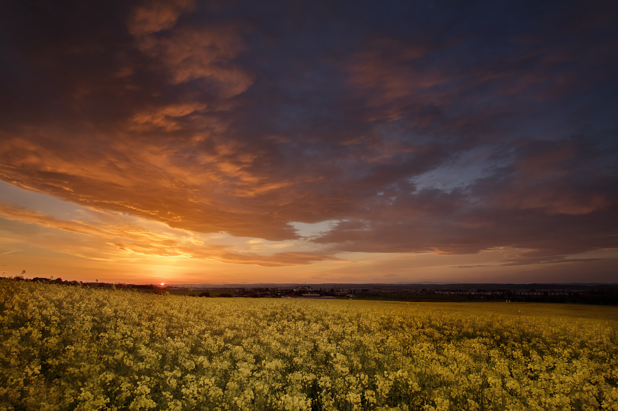 Canon EOS 80D + Tokina AT-X Pro 11-16mm F2.8 DX sample photo. Sunrise in the fields of rapeseed photography