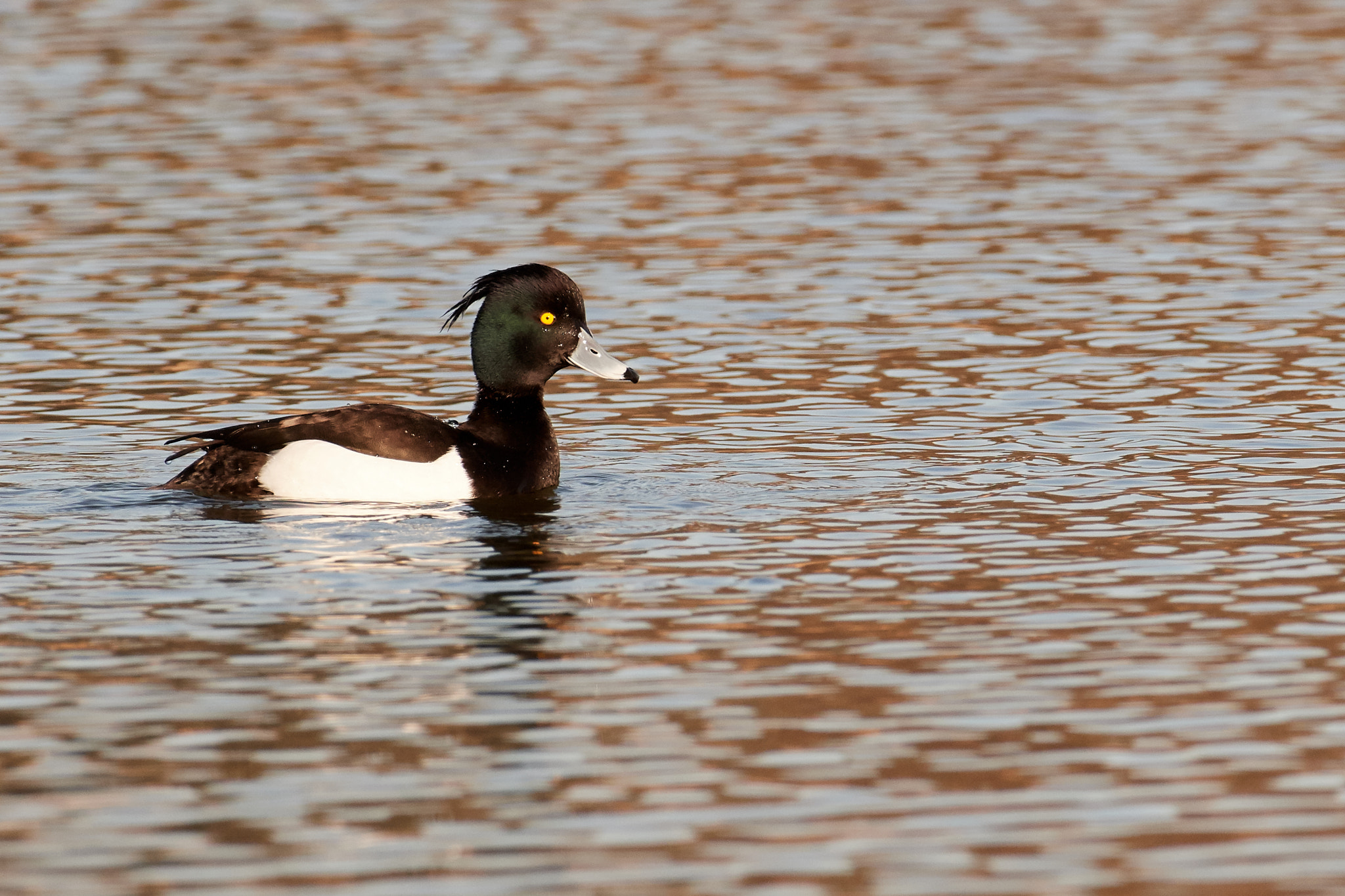Nikon AF-S Nikkor 200-500mm F5.6E ED VR sample photo. Reiherente photography