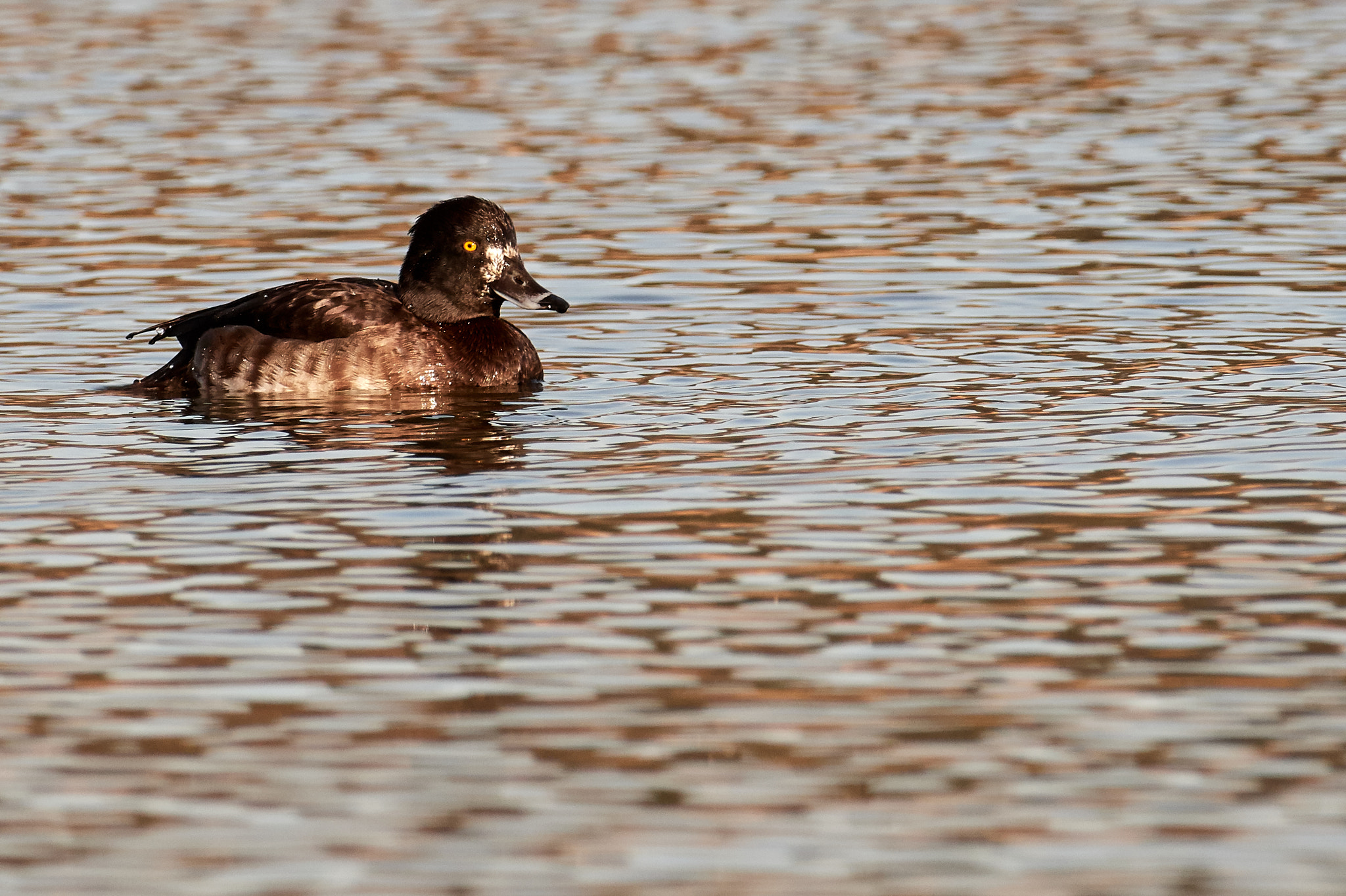Nikon AF-S Nikkor 200-500mm F5.6E ED VR sample photo. Reiherente photography