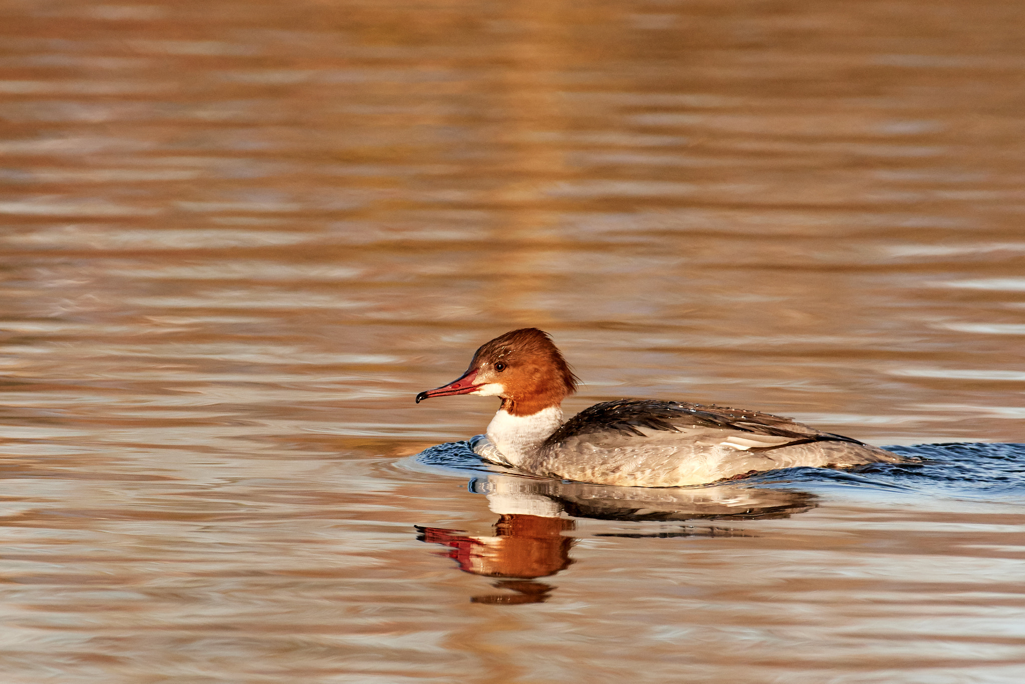Nikon AF-S Nikkor 200-500mm F5.6E ED VR sample photo. Gänsesäger photography