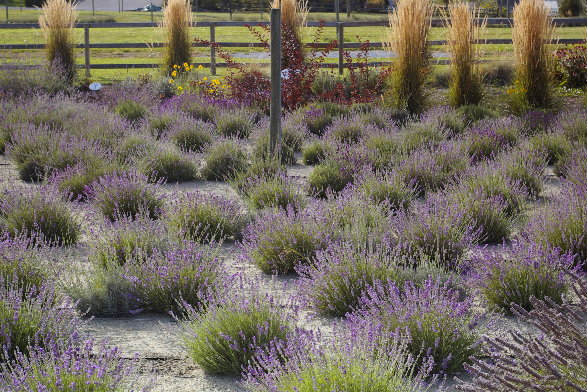 Pentax K100D sample photo. Lavender farm in autumn photography