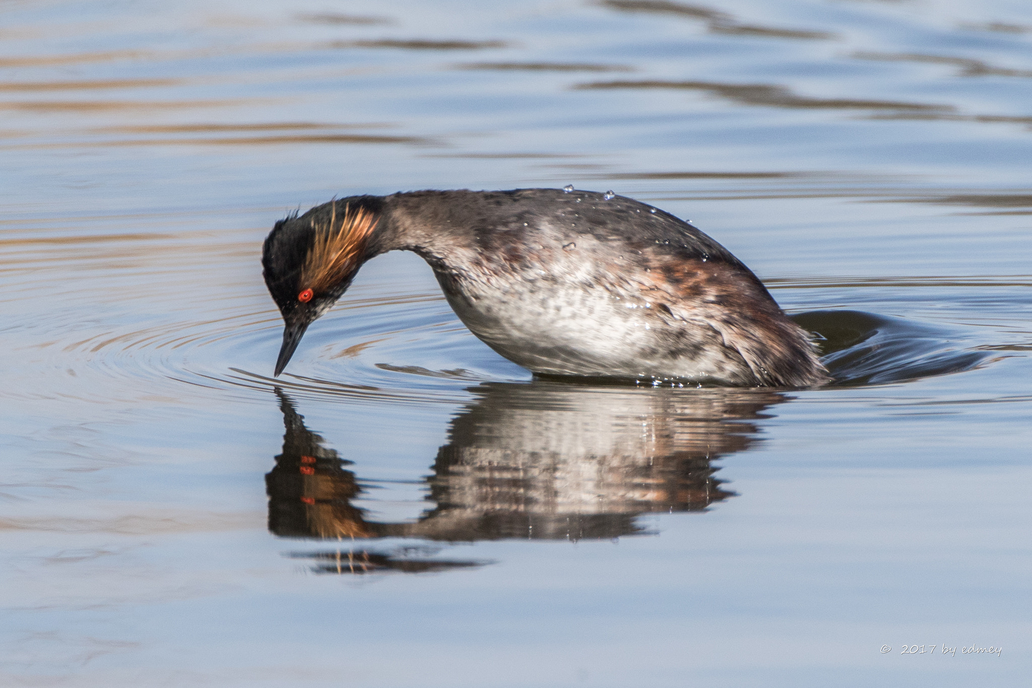 Canon EF 500mm F4L IS USM sample photo. Black-necked grebe photography