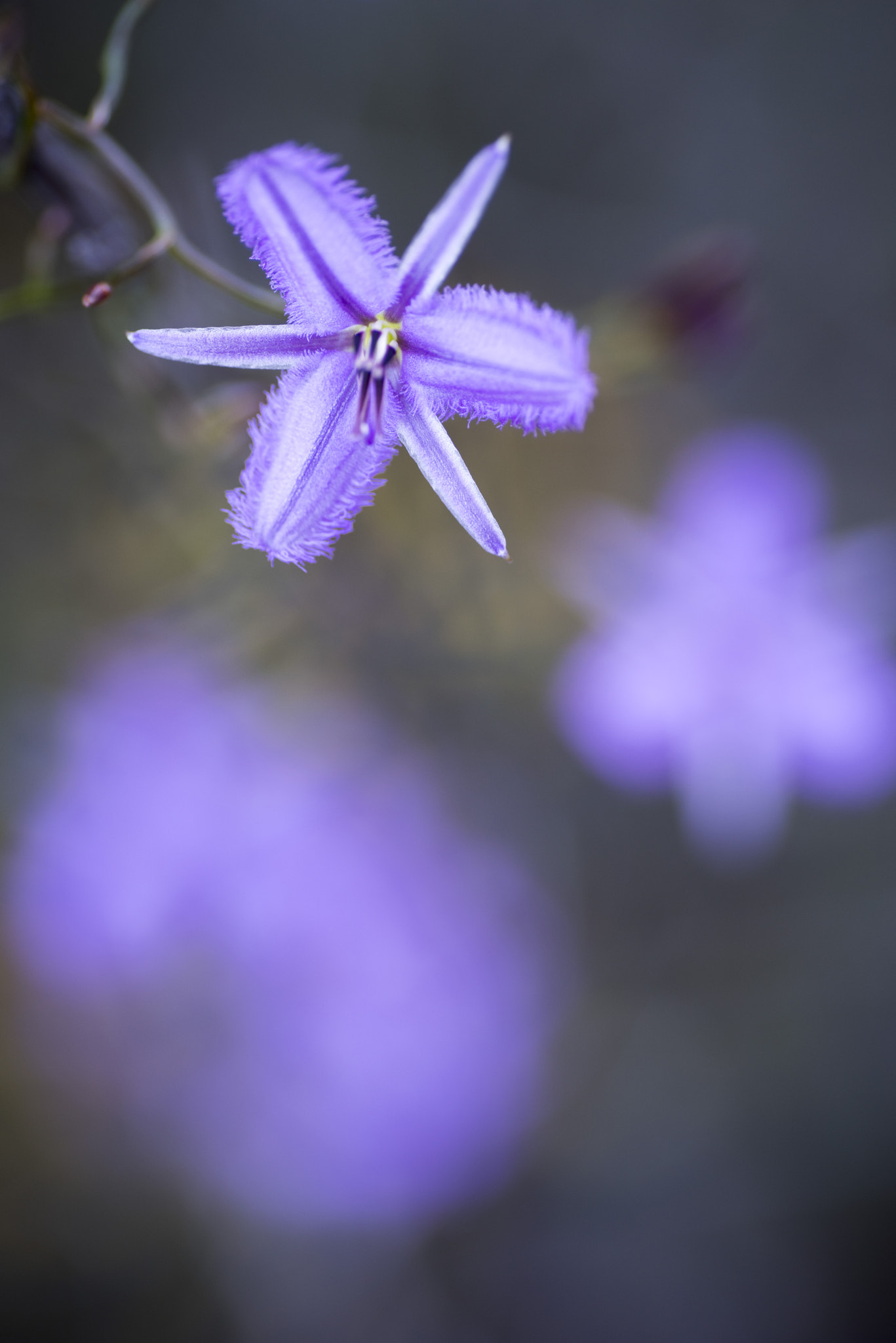 Nikon D810 sample photo. Unseen beauty of western australia photography