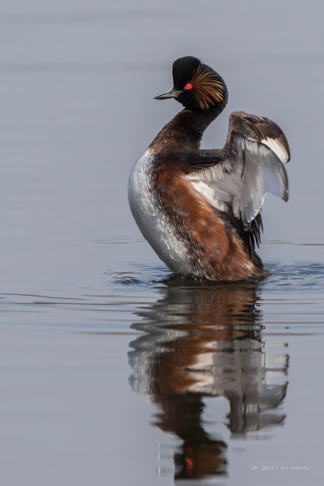 Canon EF 500mm F4L IS USM sample photo. Schwarzhals-taucher photography