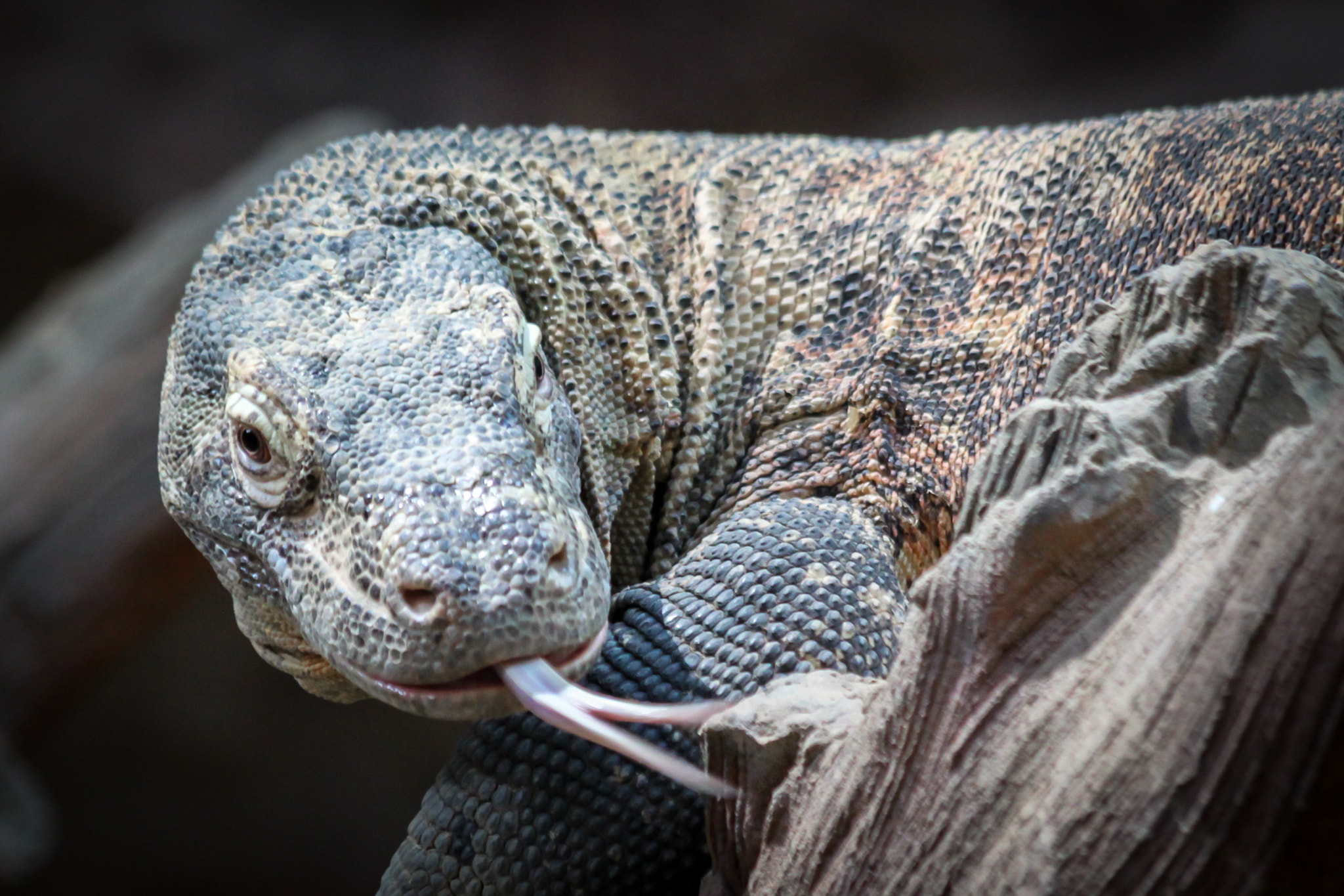 Canon EF 70-300mm F4-5.6 IS USM sample photo. Comodo dragon photography
