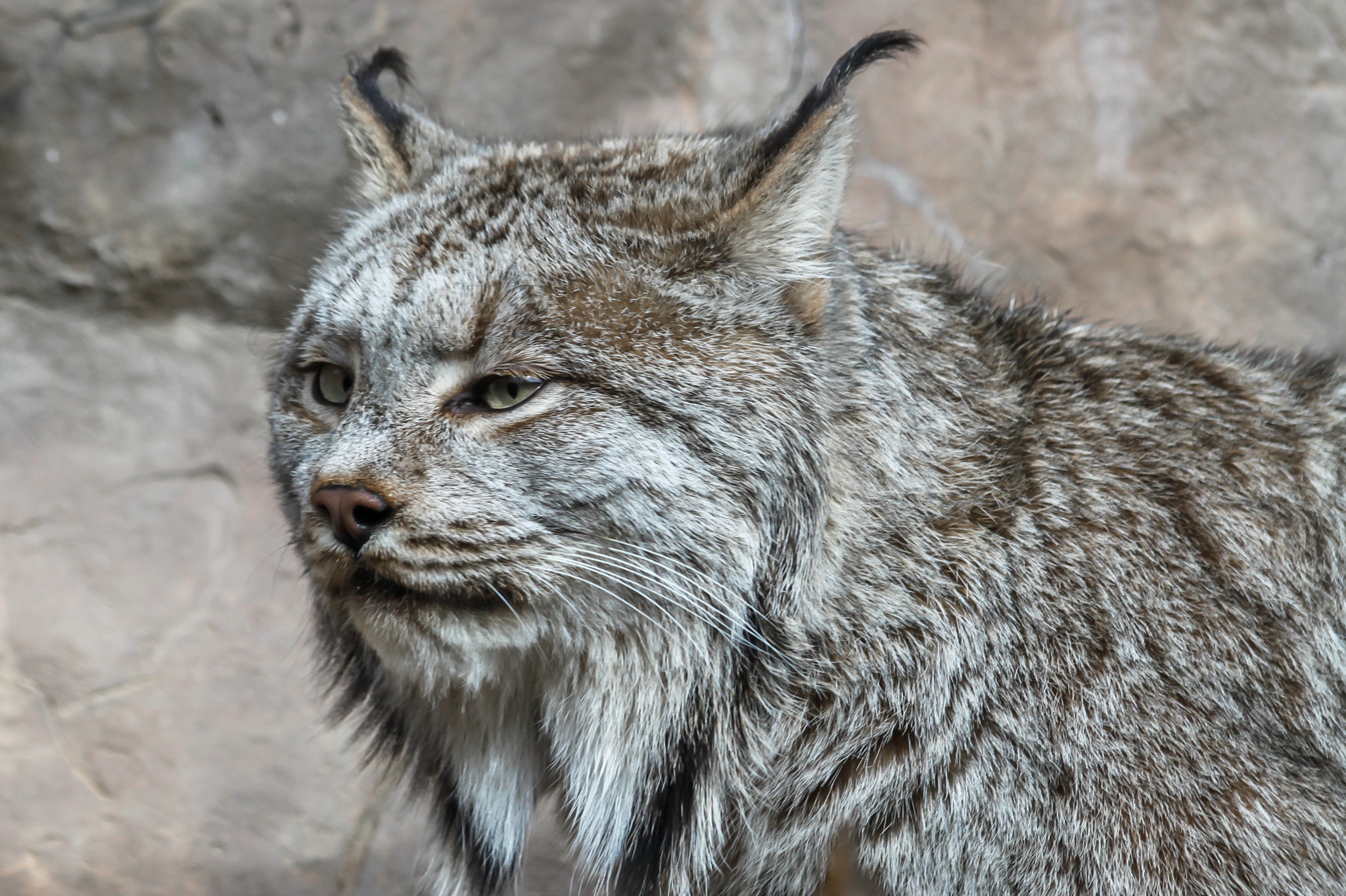 Canon EF 70-300mm F4-5.6 IS USM sample photo. Canada lynx photography