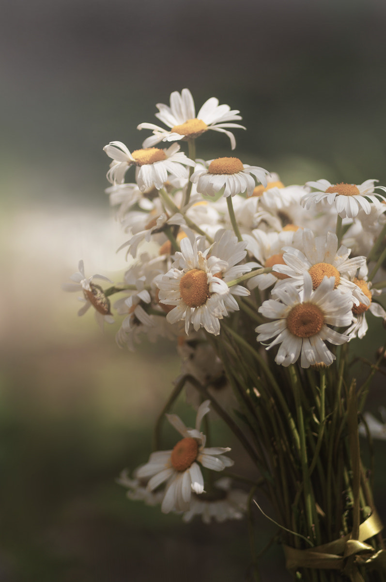 Pentax K-7 + Samsung/Schneider D-XENON 100mm F2.8 Macro sample photo. ... photography