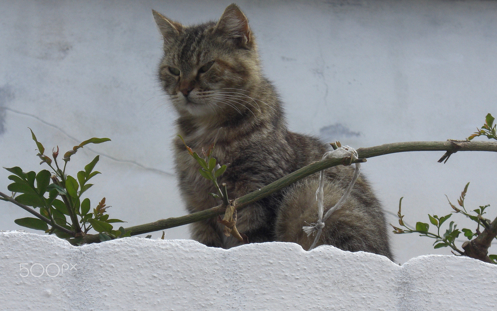 CASIO EX-Z1200 sample photo. Everyday life at the island crete in greece photography