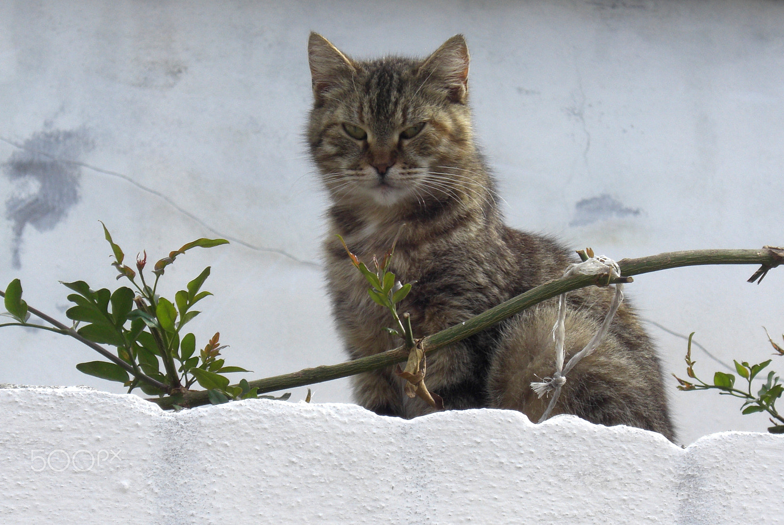 CASIO EX-Z1200 sample photo. Everyday life at the island crete in greece photography