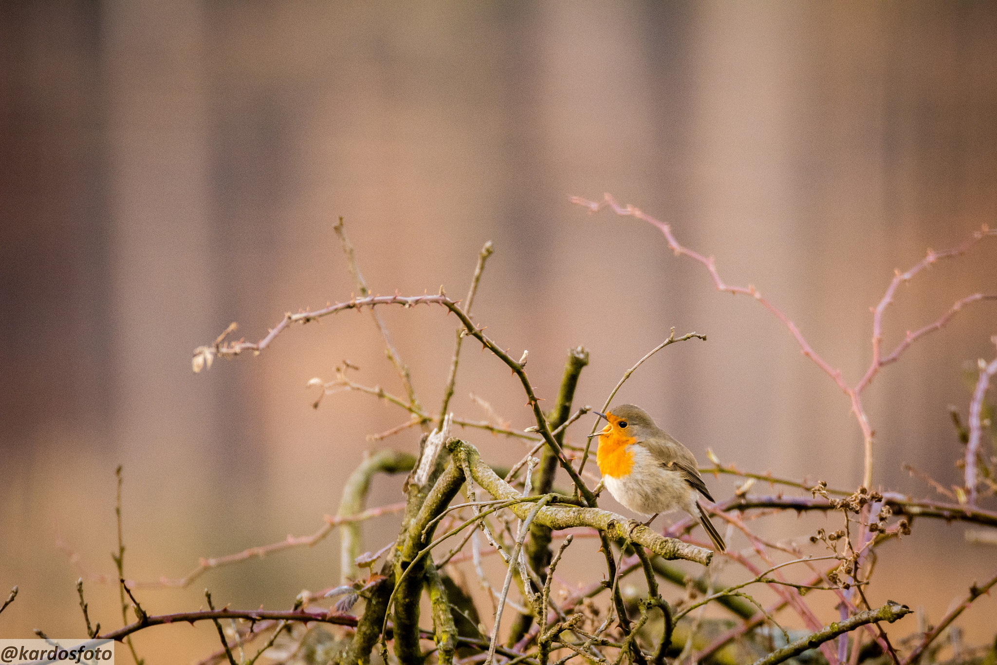 Sigma 150-600mm F5-6.3 DG OS HSM | C sample photo. Vörösbegy csak mondja, csak mondja... photography