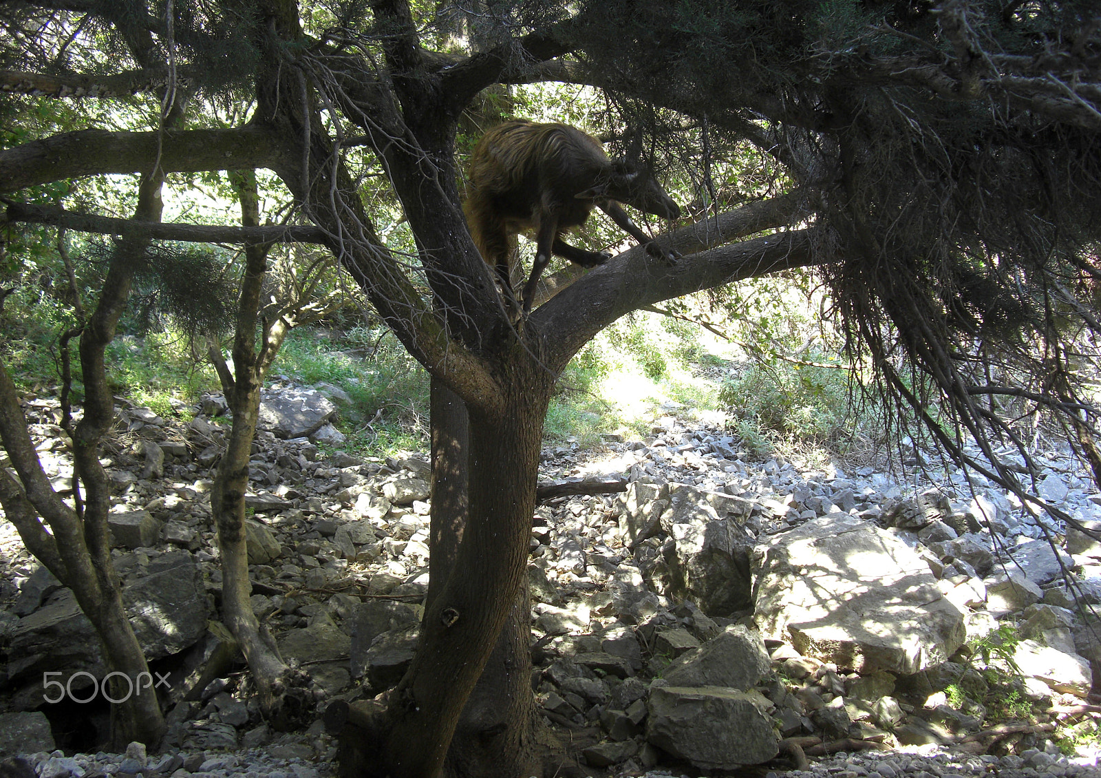 CASIO EX-Z1200 sample photo. Everyday life at the island crete in greece photography
