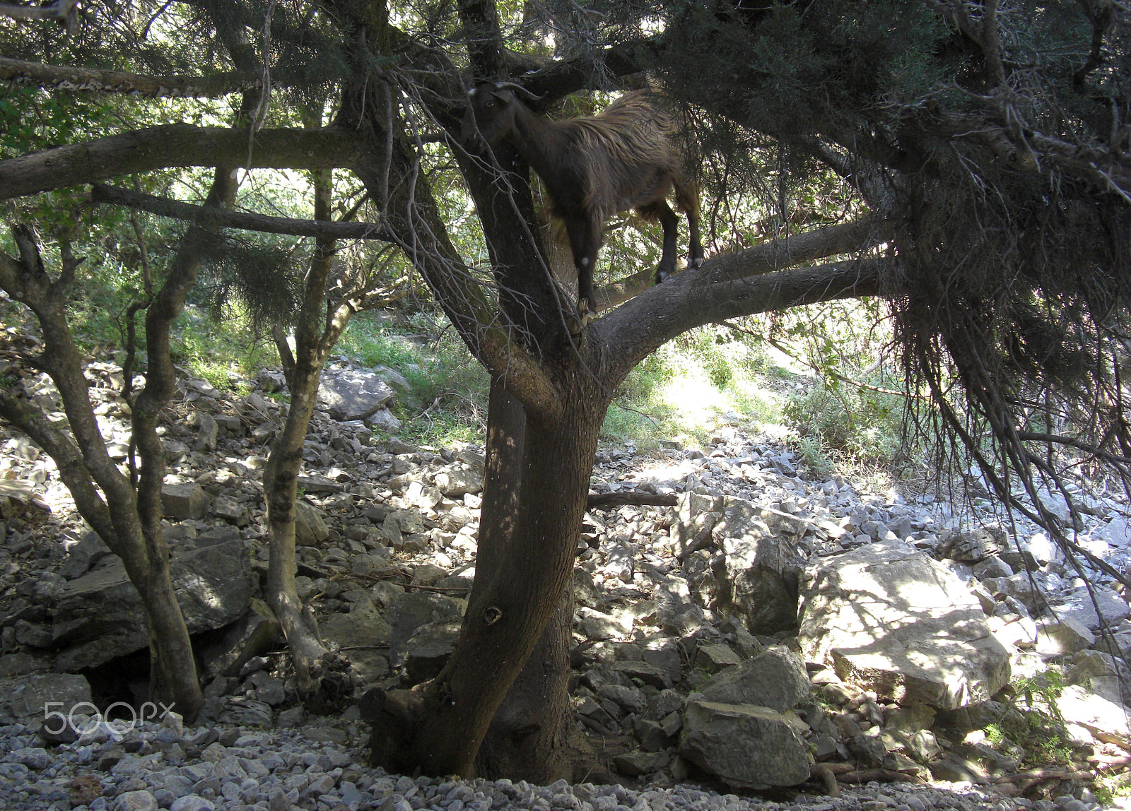 CASIO EX-Z1200 sample photo. Everyday life at the island crete in greece photography