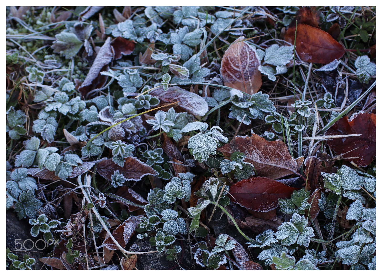 Canon EOS 80D + Tamron 16-300mm F3.5-6.3 Di II VC PZD Macro sample photo. Frosty leaves photography