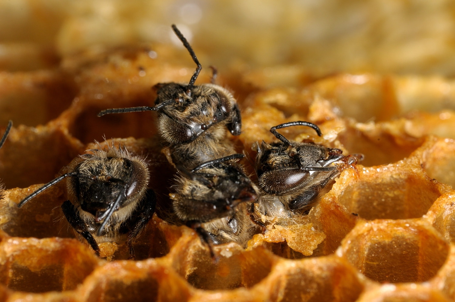 Nikon AF-S Micro-Nikkor 105mm F2.8G IF-ED VR sample photo. Bees nativity photography