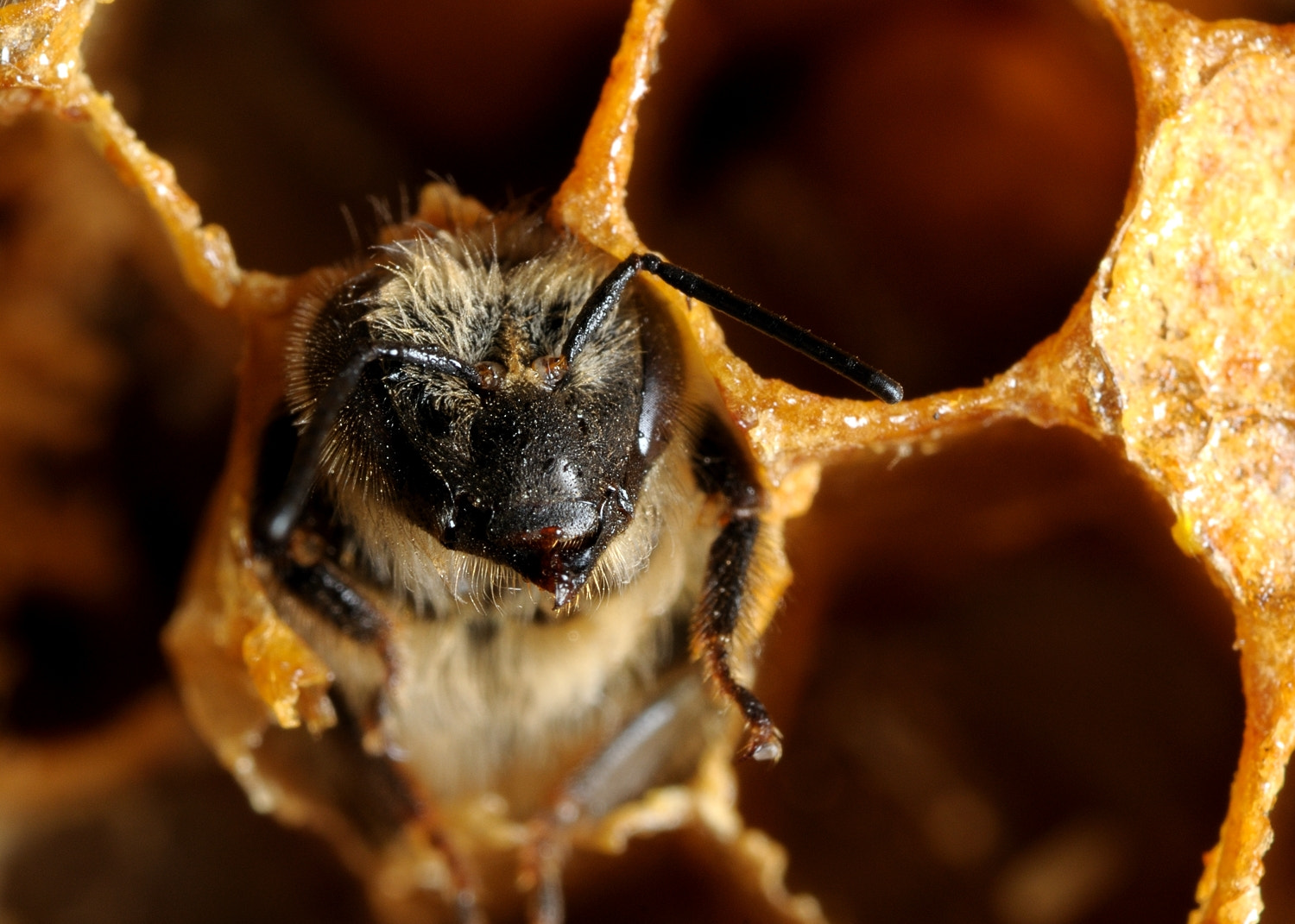 Nikon AF-S Micro-Nikkor 105mm F2.8G IF-ED VR sample photo. Bees nativity photography