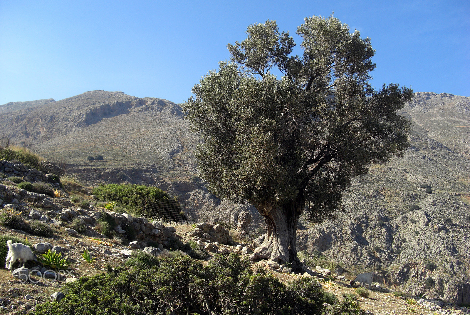 CASIO EX-Z1200 sample photo. A scene from the island crete in greece photography