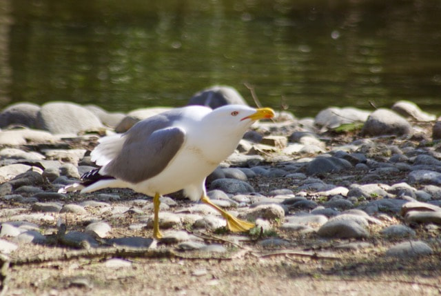 Canon EOS 70D + Sigma 70-300mm F4-5.6 APO DG Macro sample photo