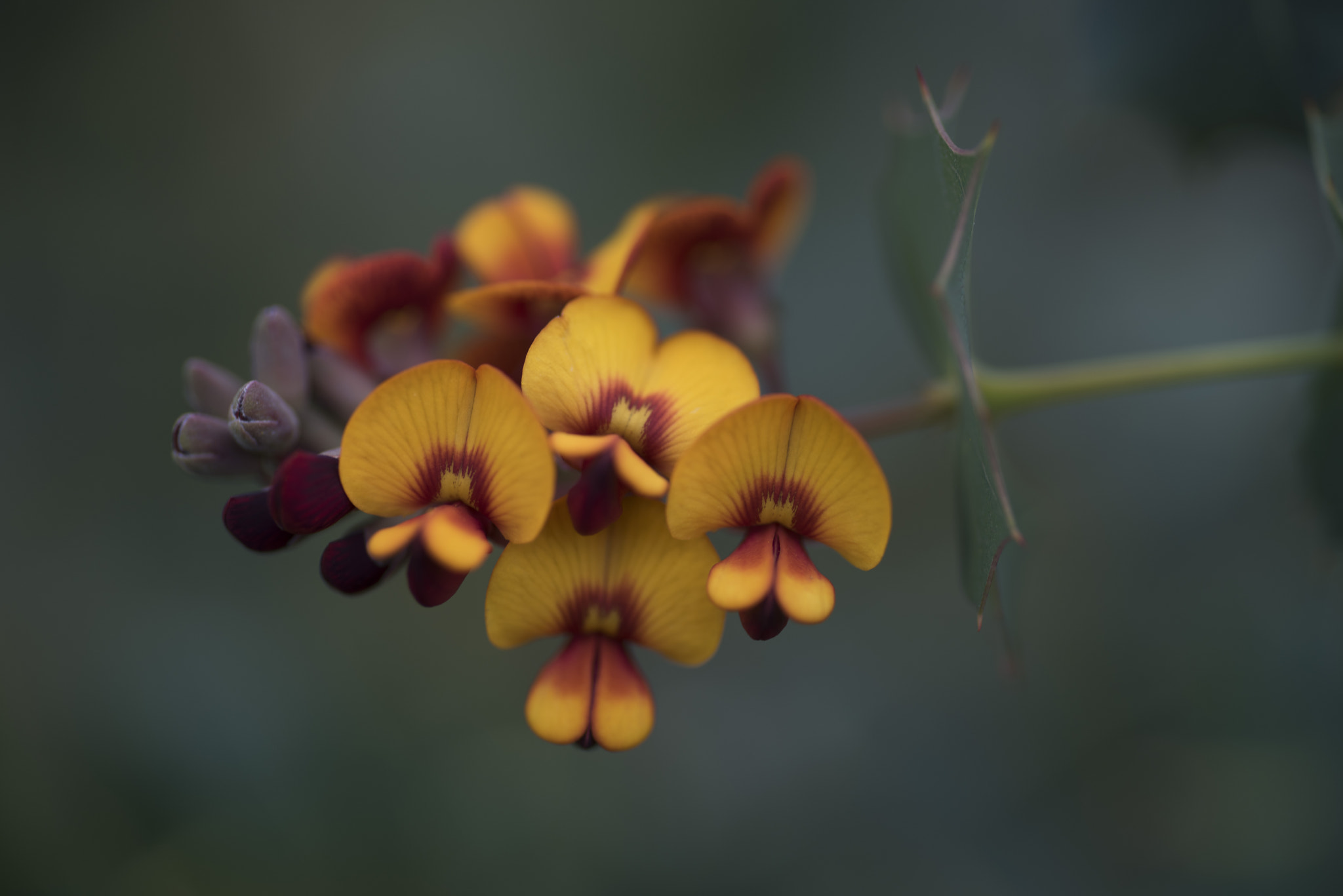 Nikon D810 sample photo. Unseen beauty of western australia photography