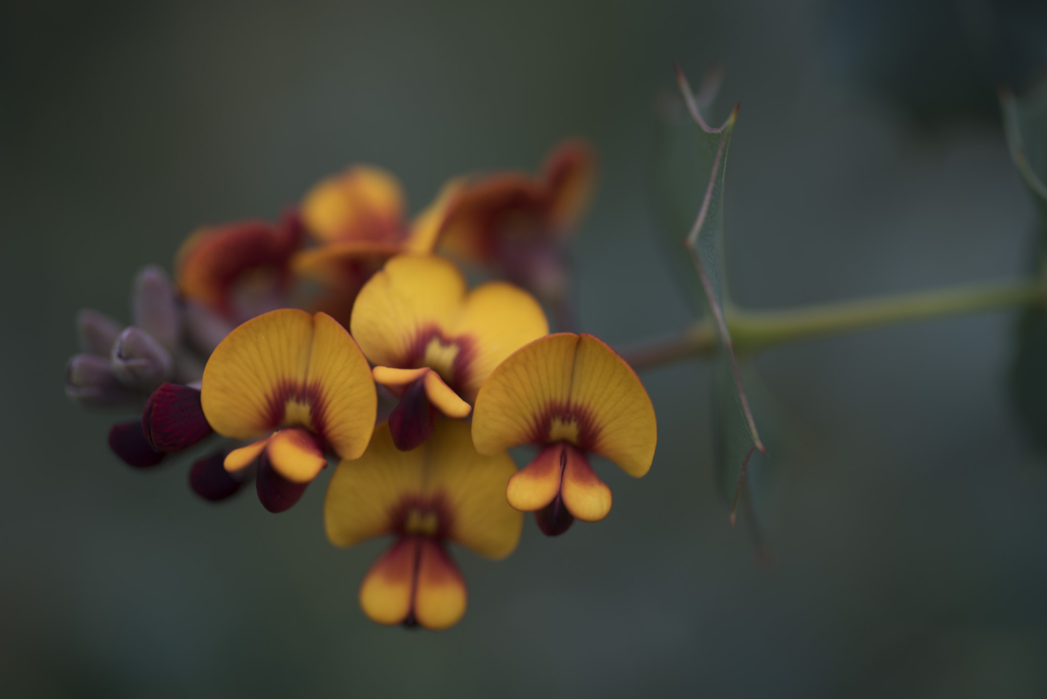 Nikon D810 sample photo. Unseen beauty of western australia photography