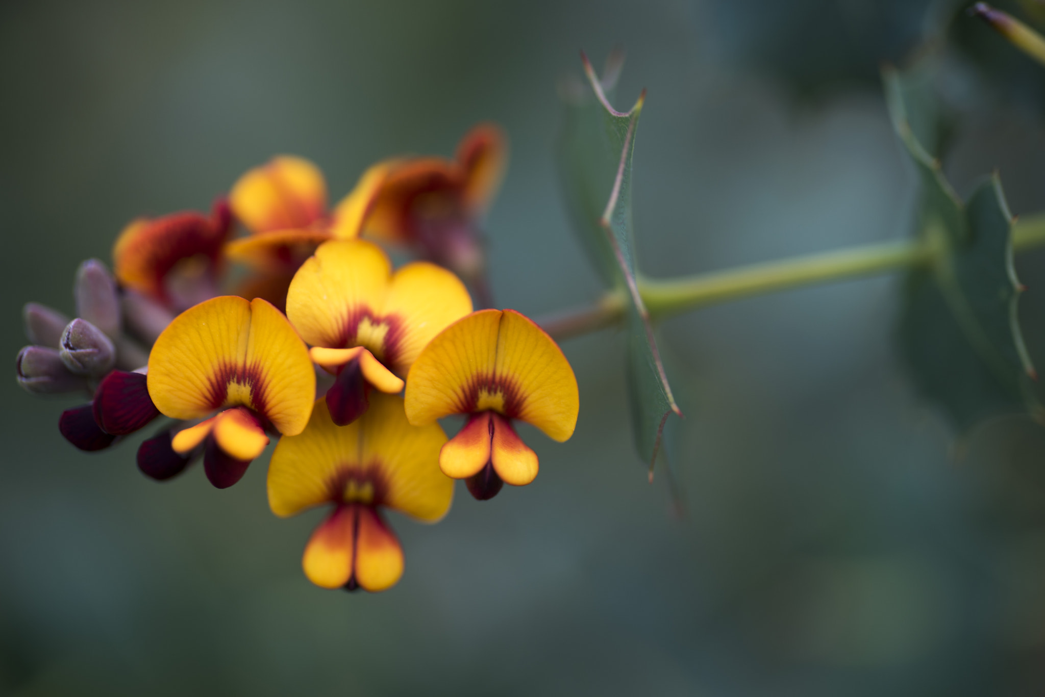 Nikon D810 sample photo. Unseen beauty of western australia photography
