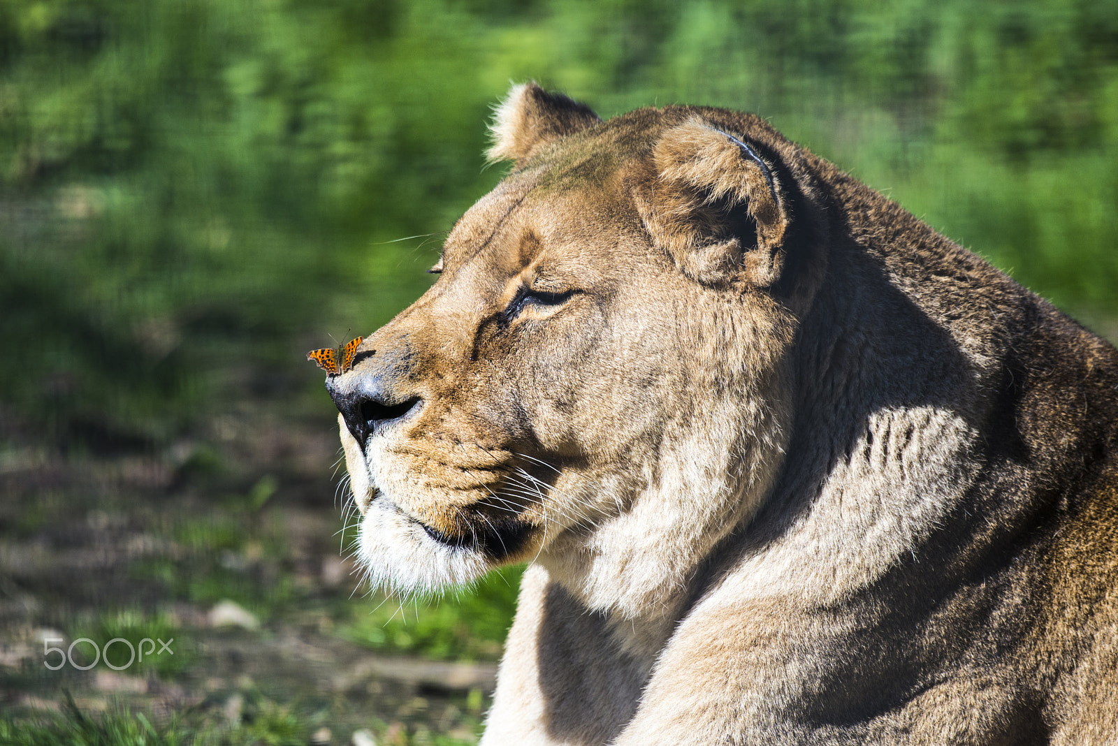 Nikon AF-S Nikkor 200-500mm F5.6E ED VR sample photo. Lion jpg photography