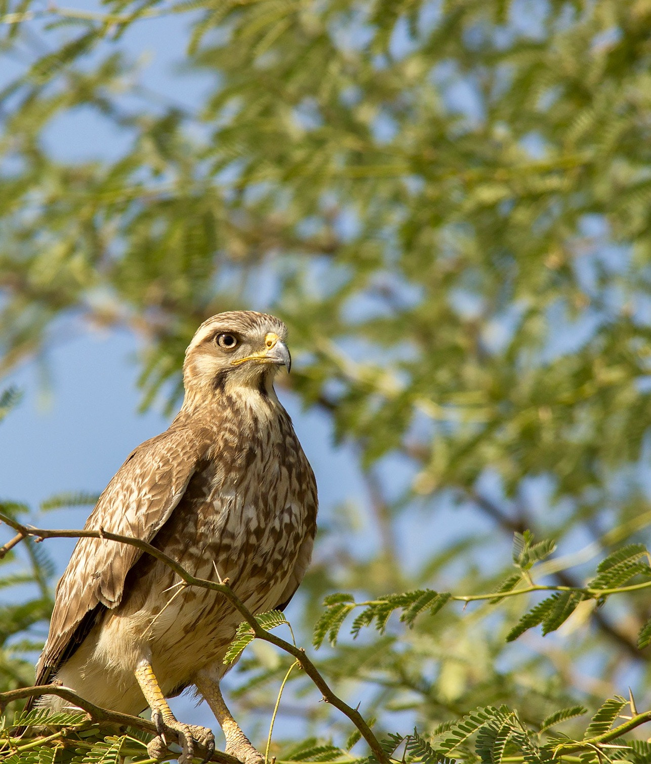 Sigma 150-500mm F5-6.3 DG OS HSM sample photo