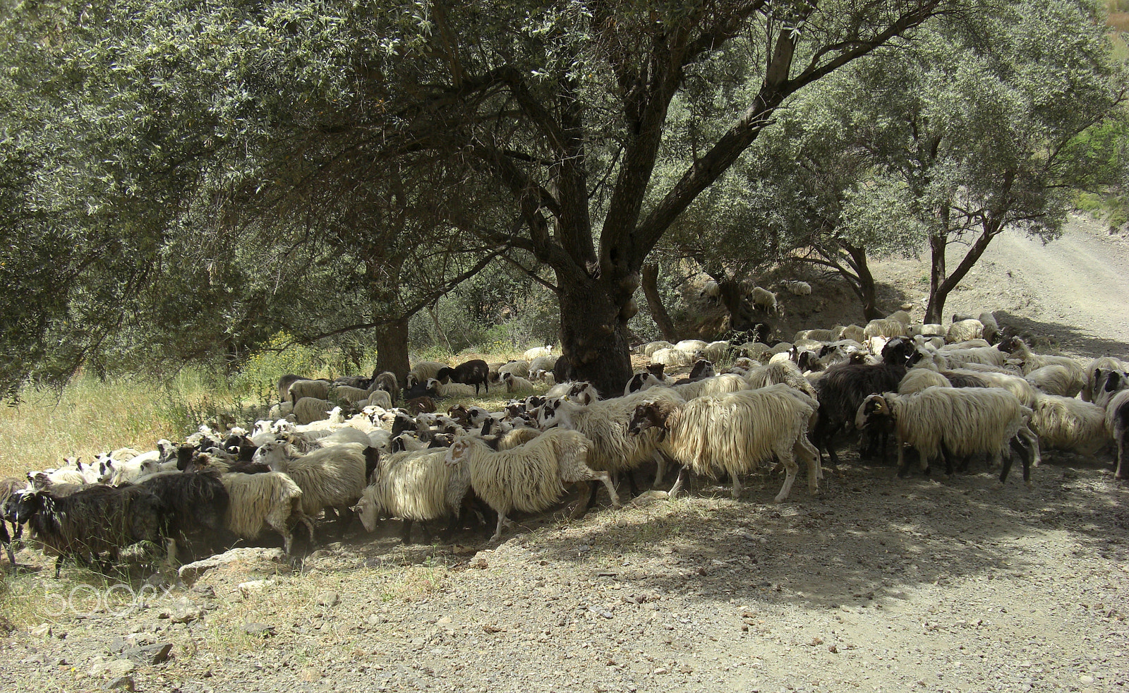 CASIO EX-Z1200 sample photo. Everyday life at the island crete in greece photography