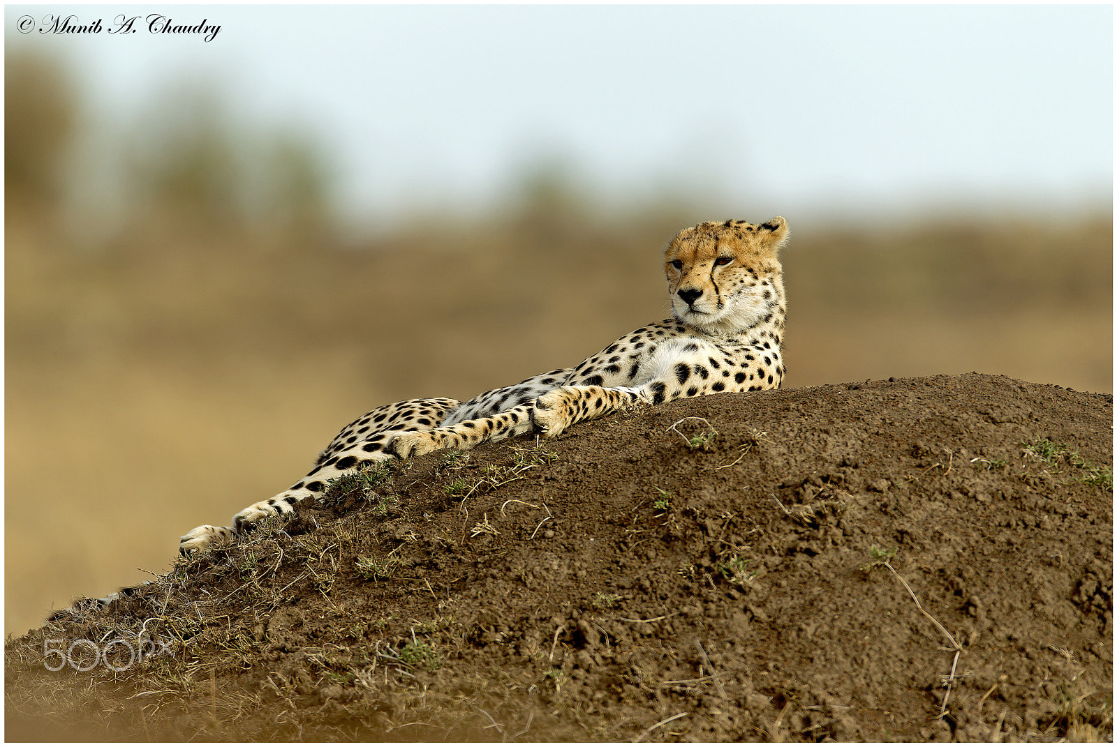 Canon EOS-1D Mark IV + Canon EF 600mm f/4L IS sample photo. The lone cheetah! photography