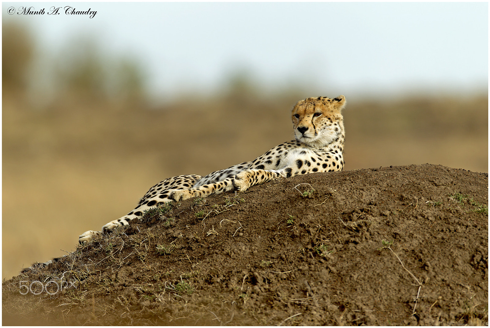 Canon EOS-1D Mark IV sample photo. The lone cheetah! photography