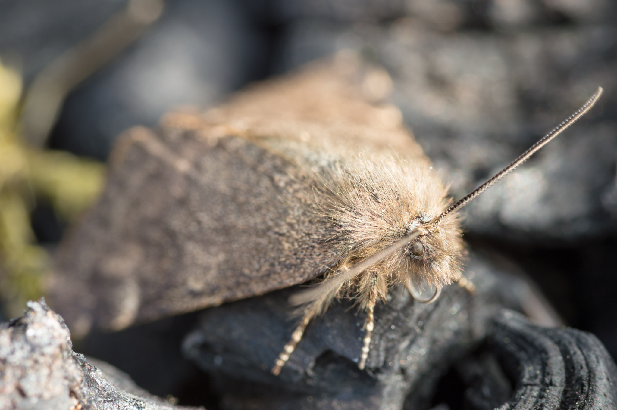 Sigma 105mm F2.8 EX DG OS HSM sample photo. Orange underwing photography