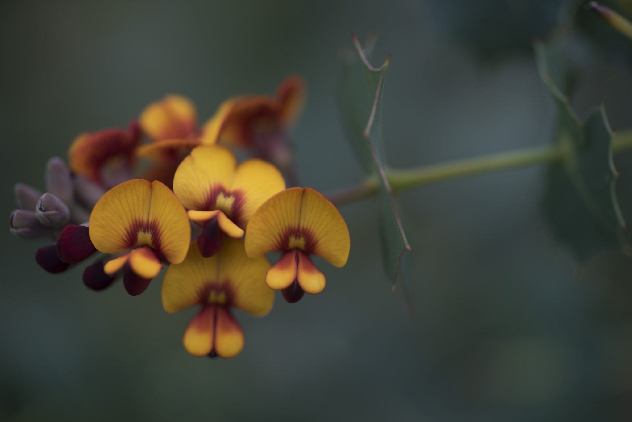 Nikon D810 sample photo. Unseen beauty of western australia photography