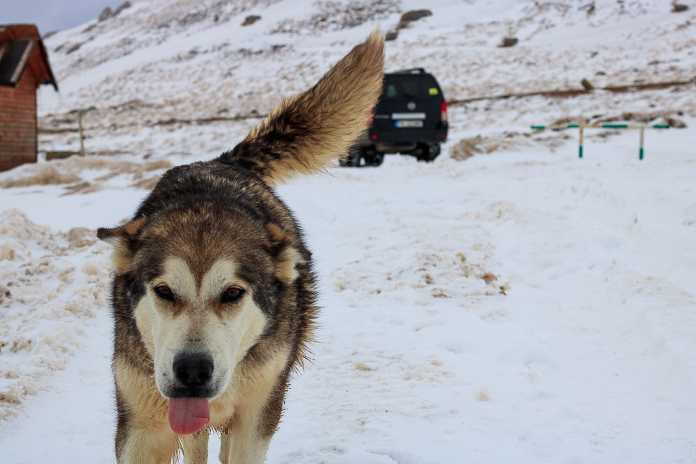 Canon EOS 760D (EOS Rebel T6s / EOS 8000D) + Canon EF 50mm F1.8 STM sample photo. Dog :) photography