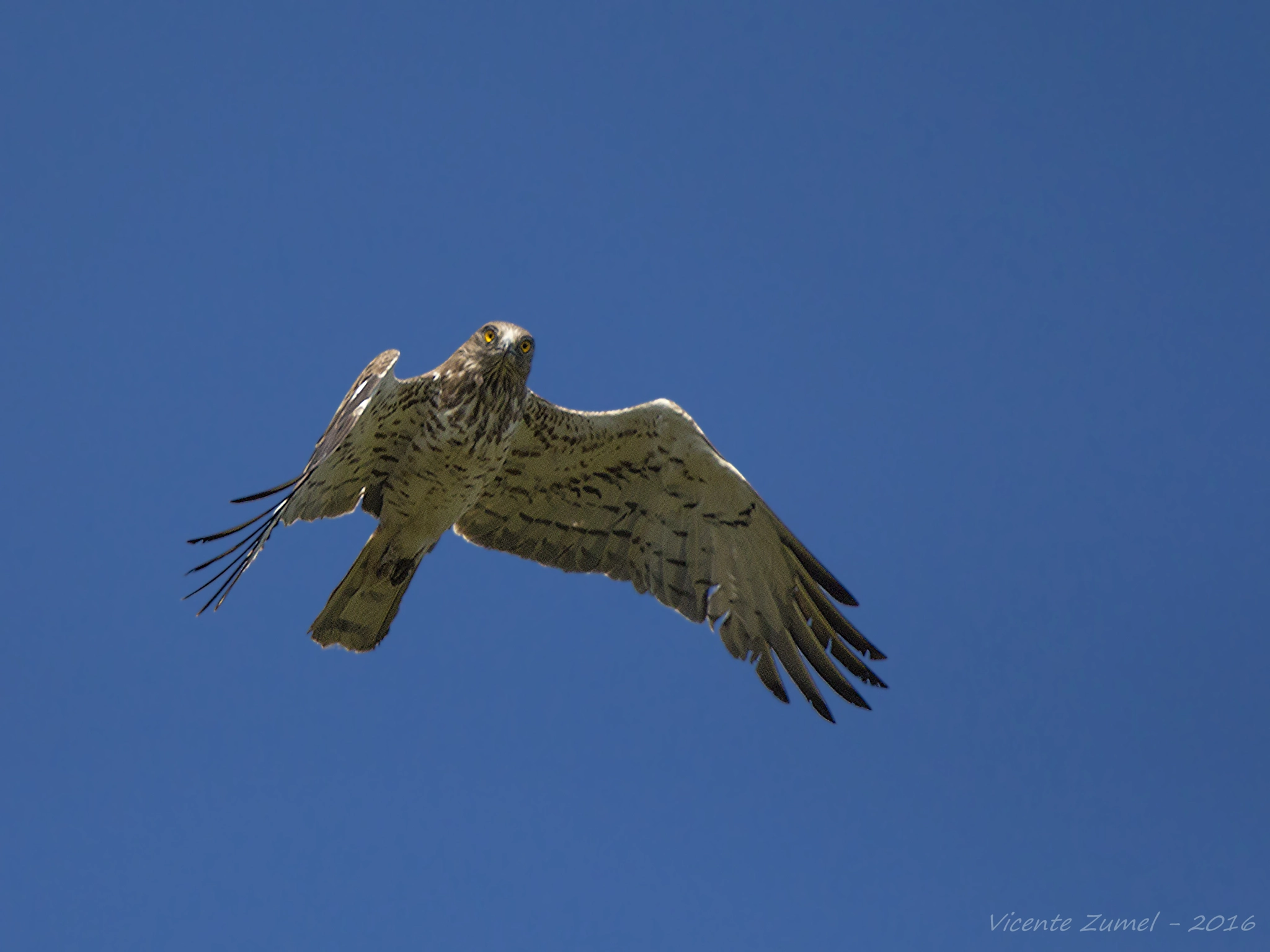 Tamron SP 150-600mm F5-6.3 Di VC USD sample photo. Short-toed eagle photography