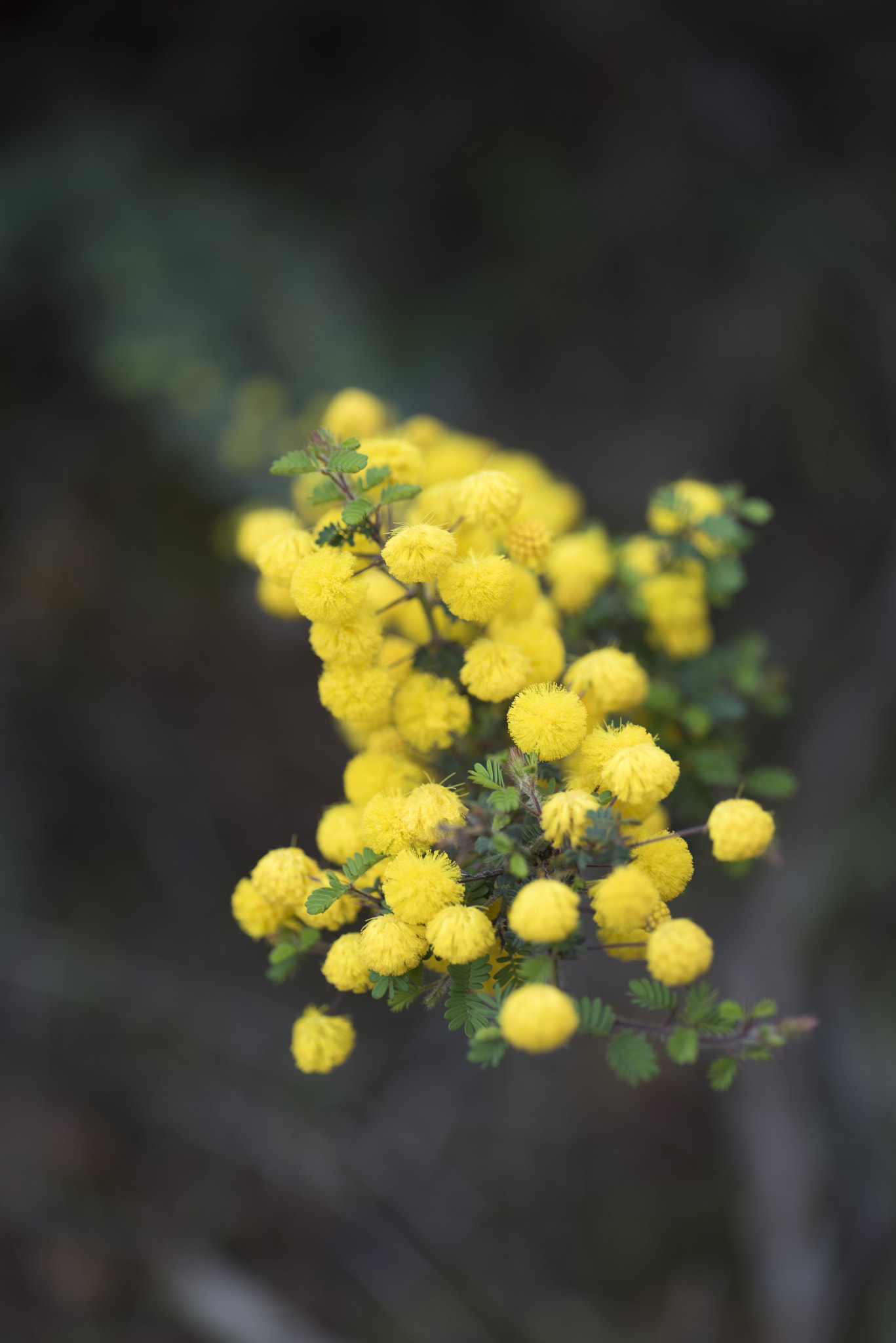 Nikon D810 sample photo. Unseen beauty of western australia photography
