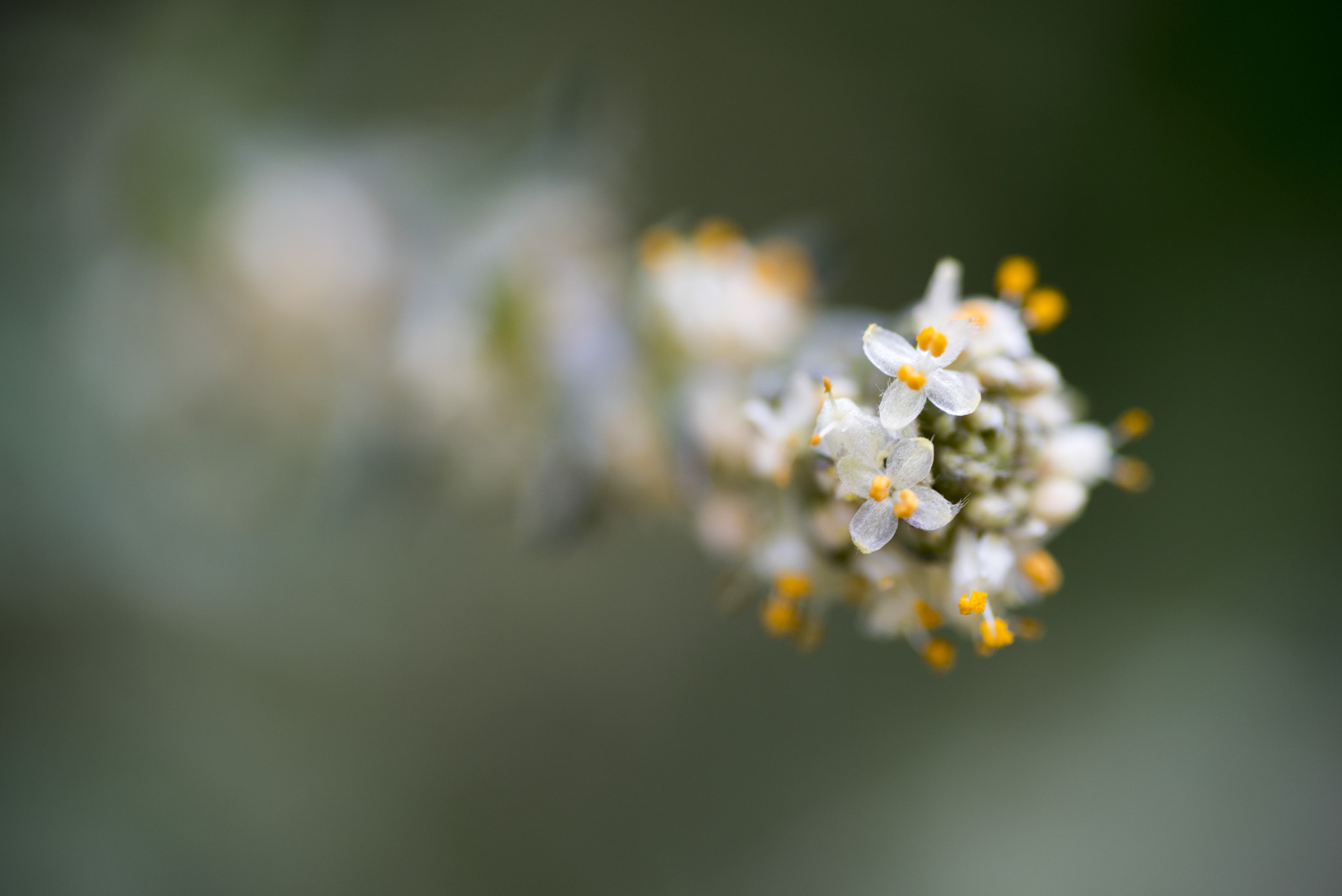 Nikon D810 sample photo. Unseen beauty of western australia photography