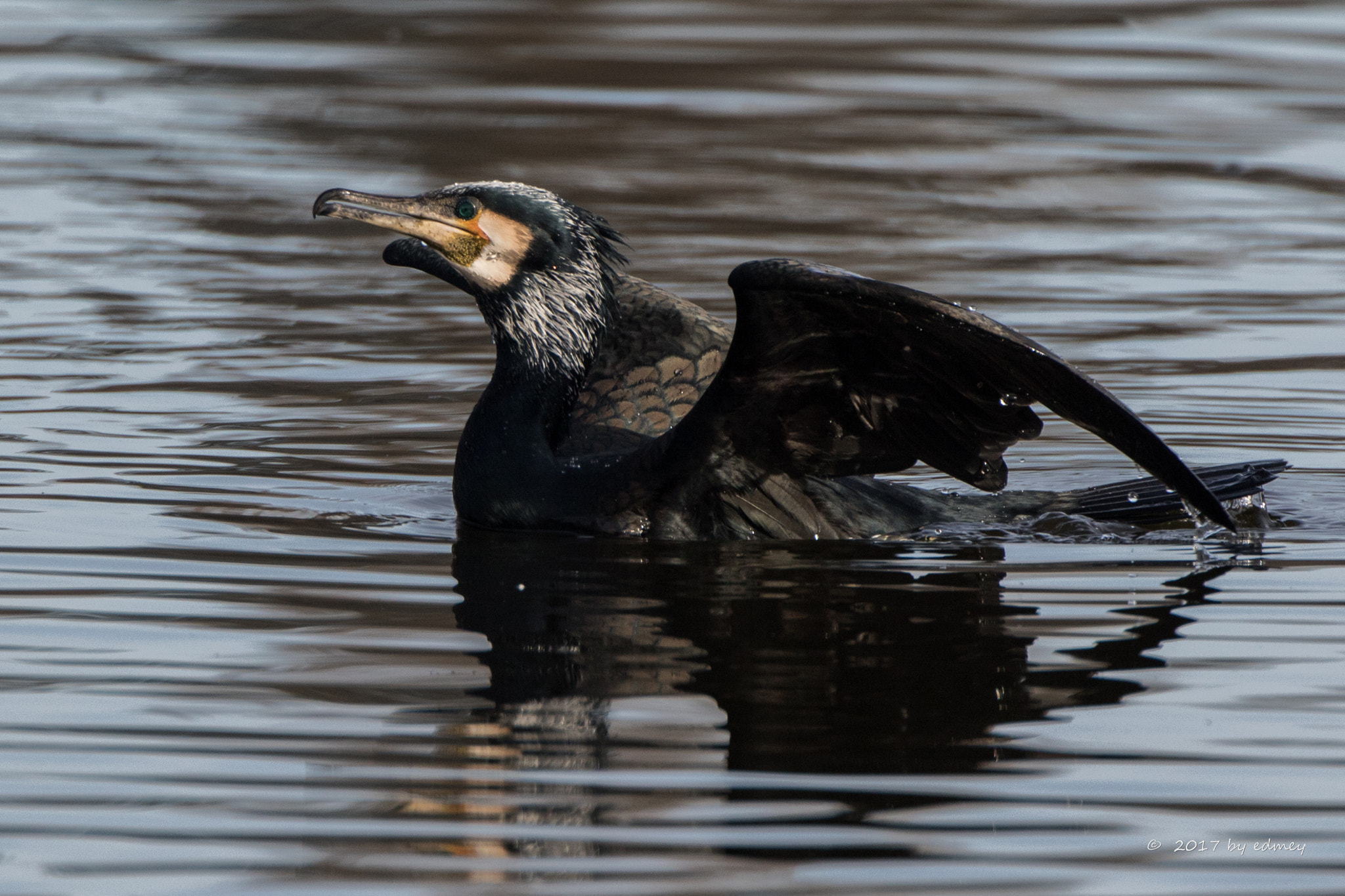 Canon EF 500mm F4L IS USM sample photo. Kormoran photography