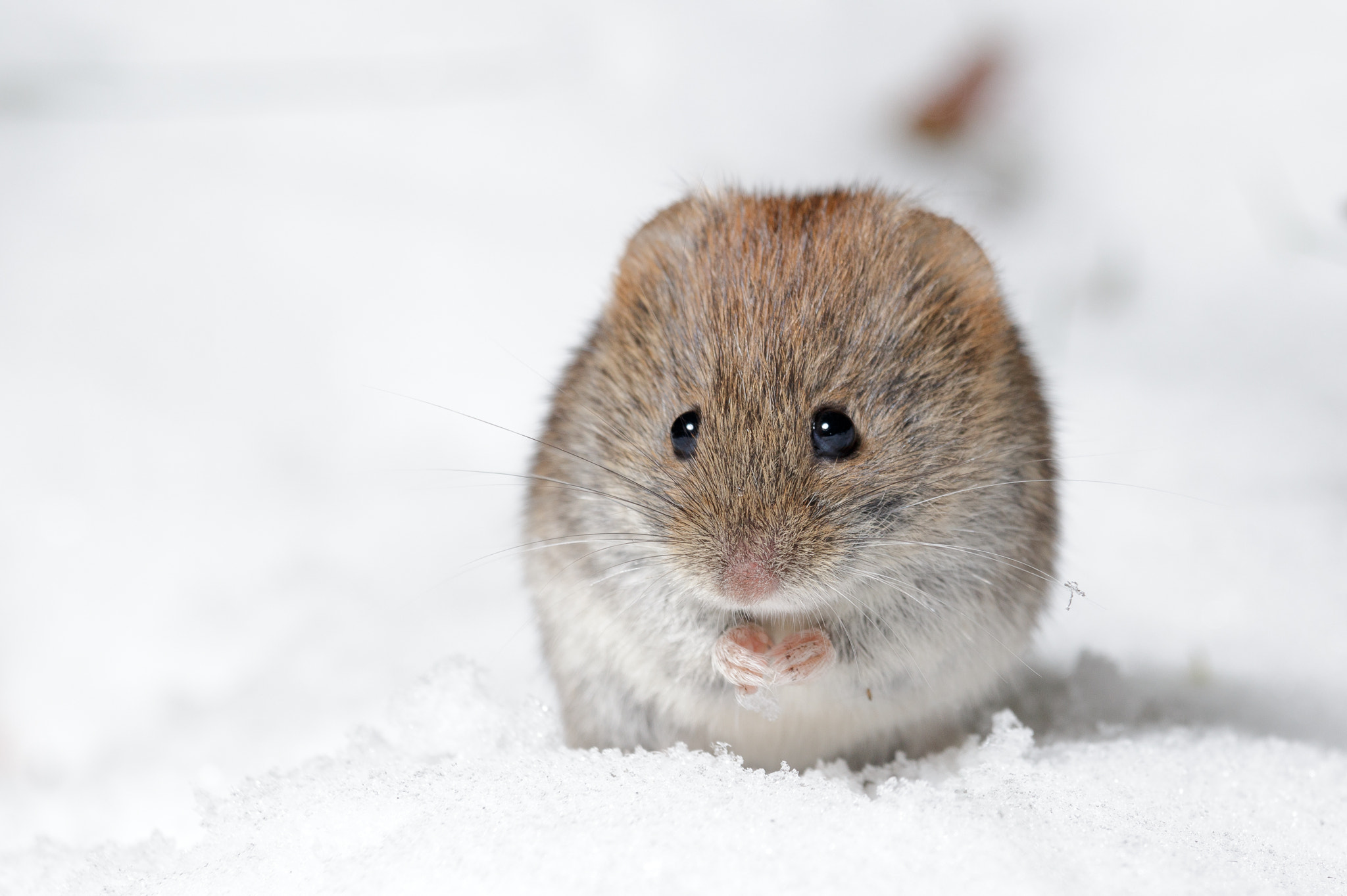 Canon EOS 70D + Canon EF-S 55-250mm F4-5.6 IS STM sample photo. Bank vole in snow photography