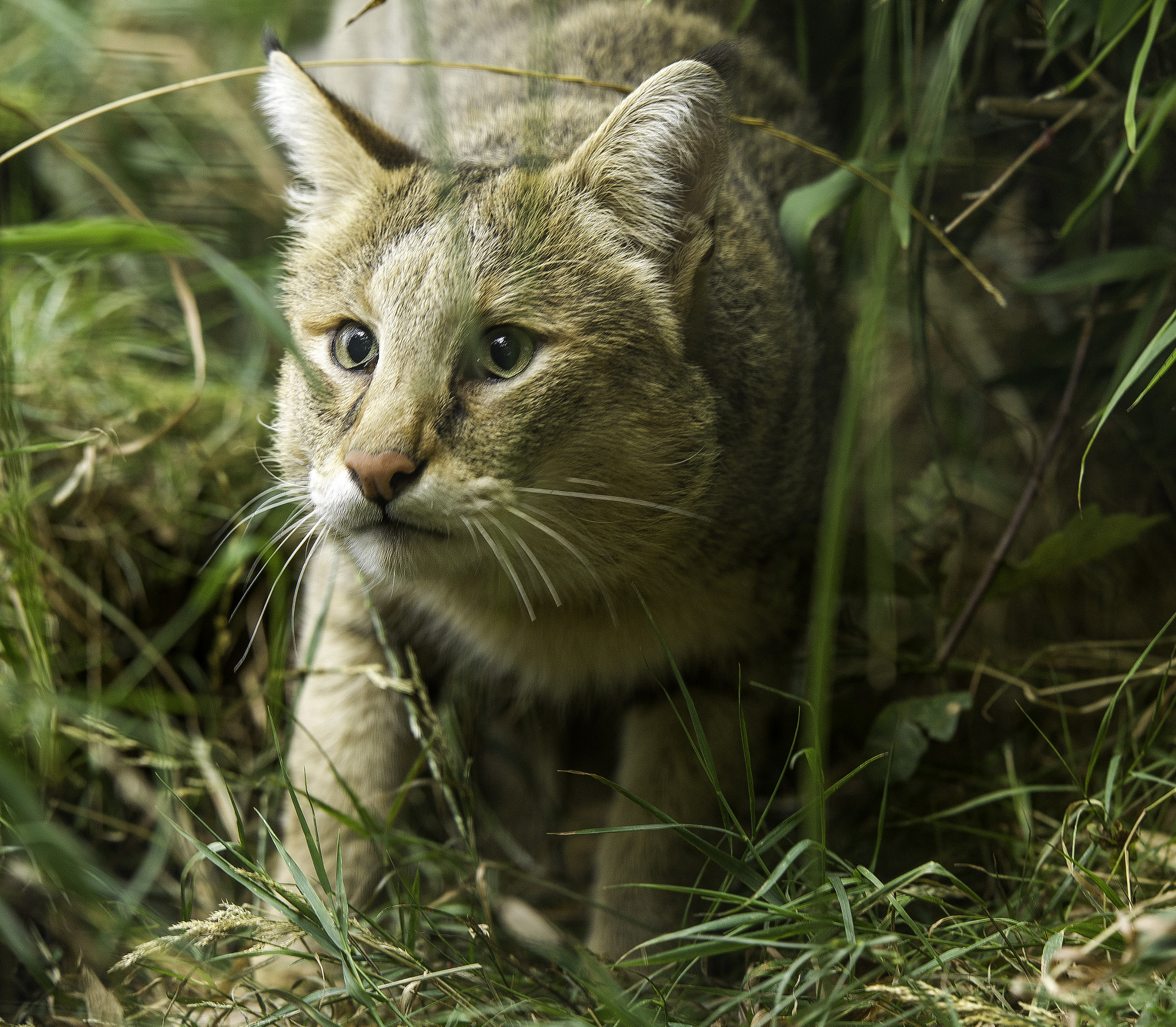 Nikon D5 sample photo. Jungle cat series photography