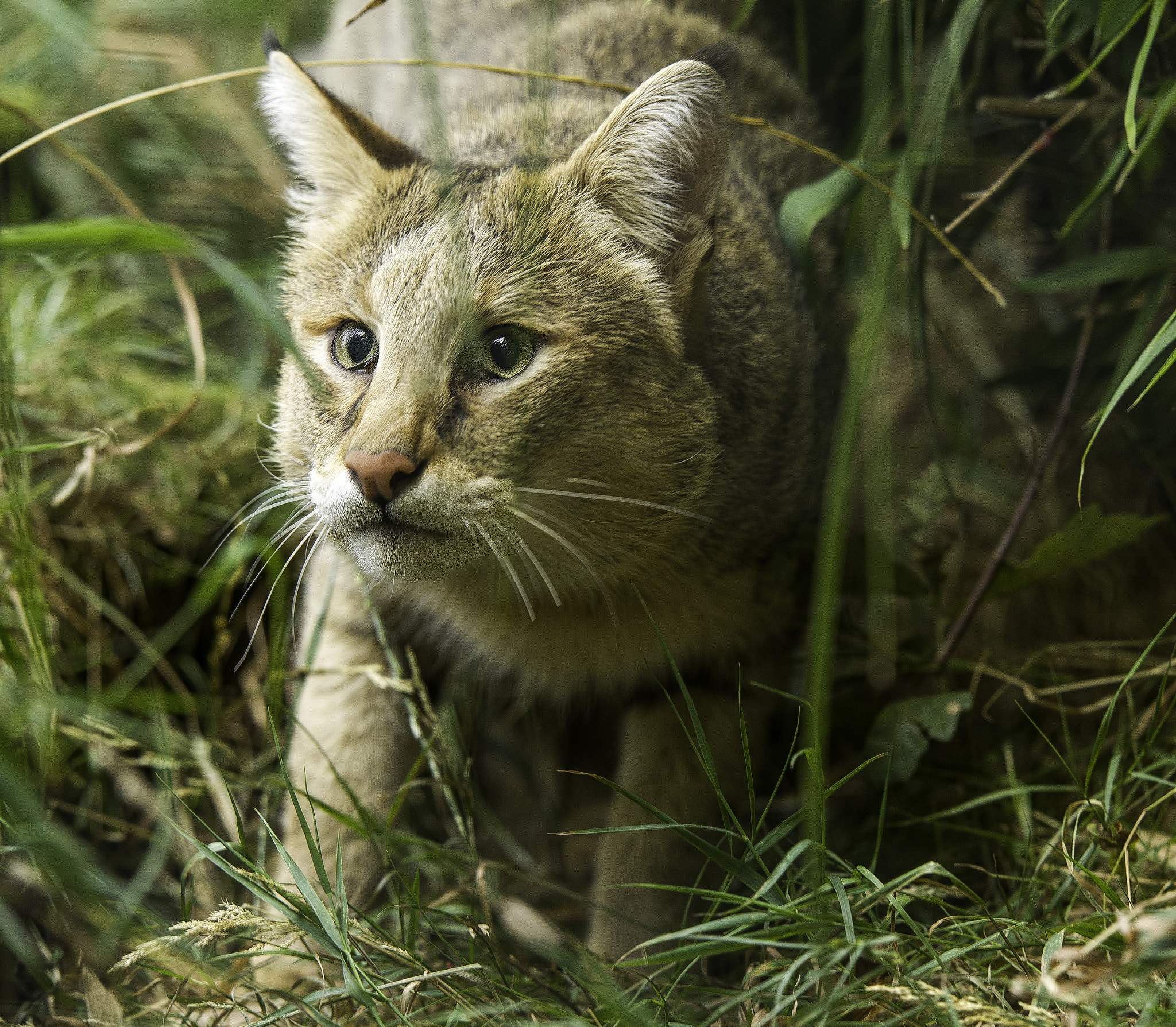 Nikon AF-S Nikkor 200mm F2G ED VR II sample photo. Jungle cat series photography