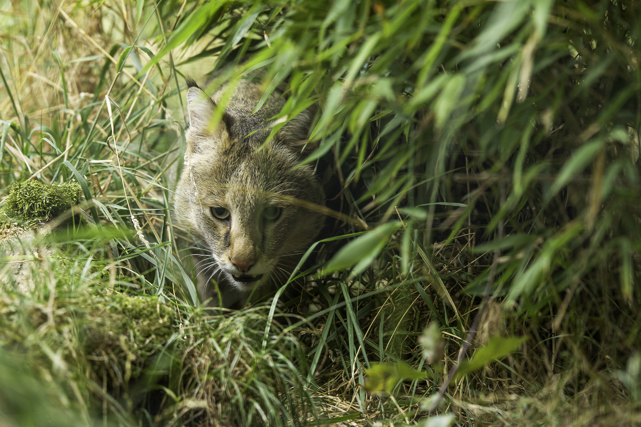 Nikon D5 sample photo. Jungle cat series photography